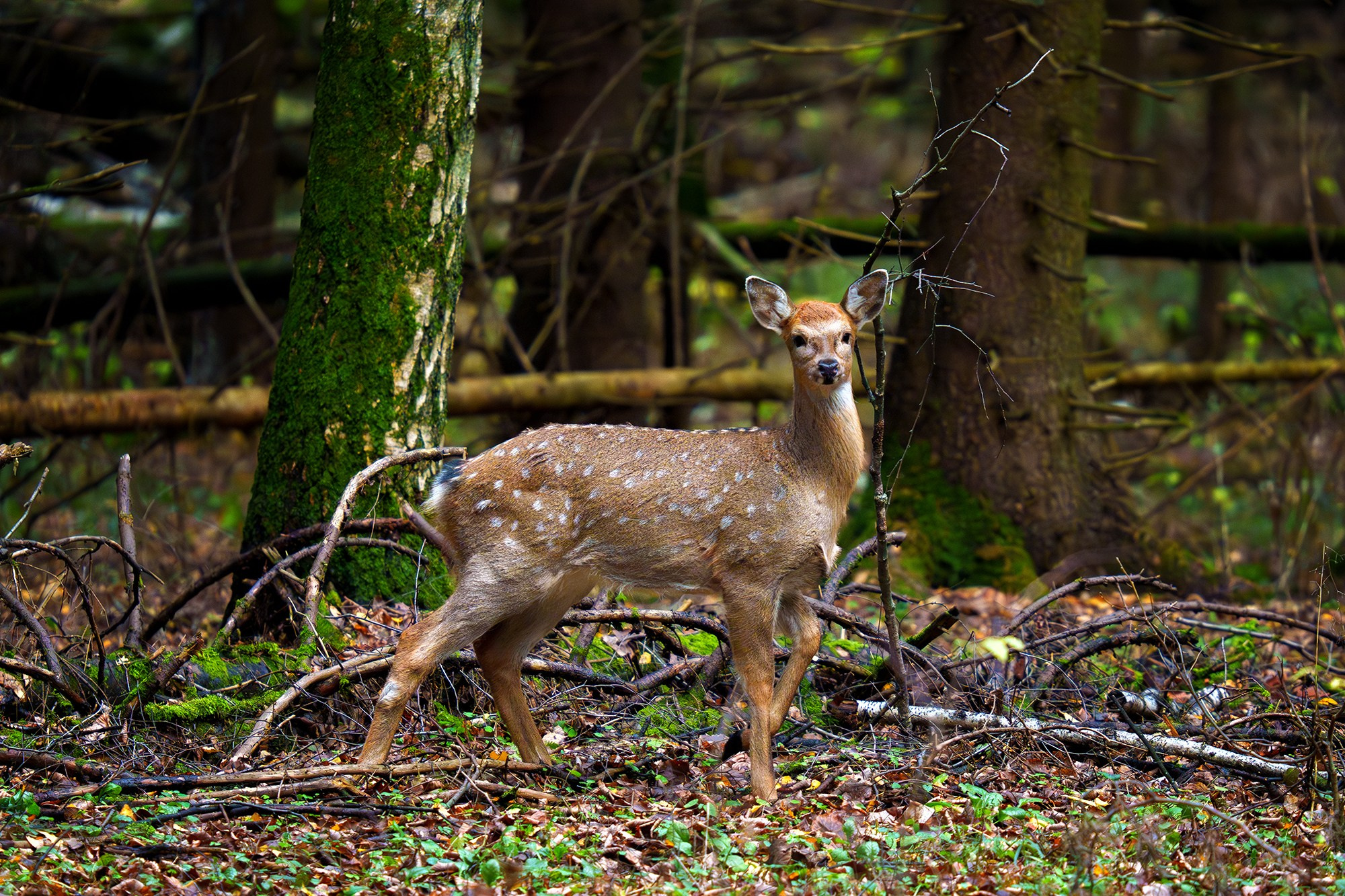 Животные. Ваш личный фотограф Марина Волкова