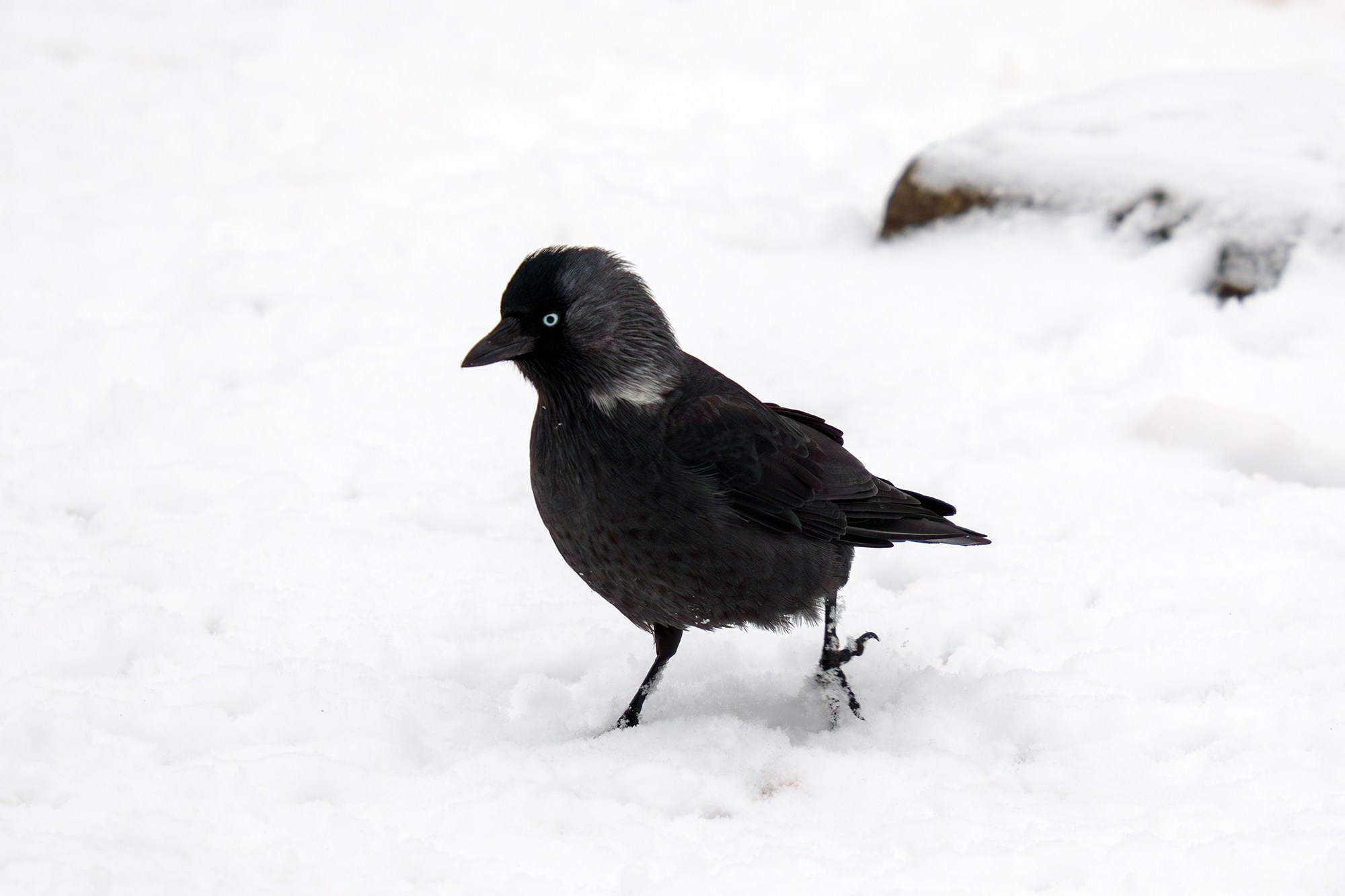 Удивительные мир птиц. Вокруг нас столько прекрасного — присмотритесь!. Ваш личный фотограф Марина Волкова