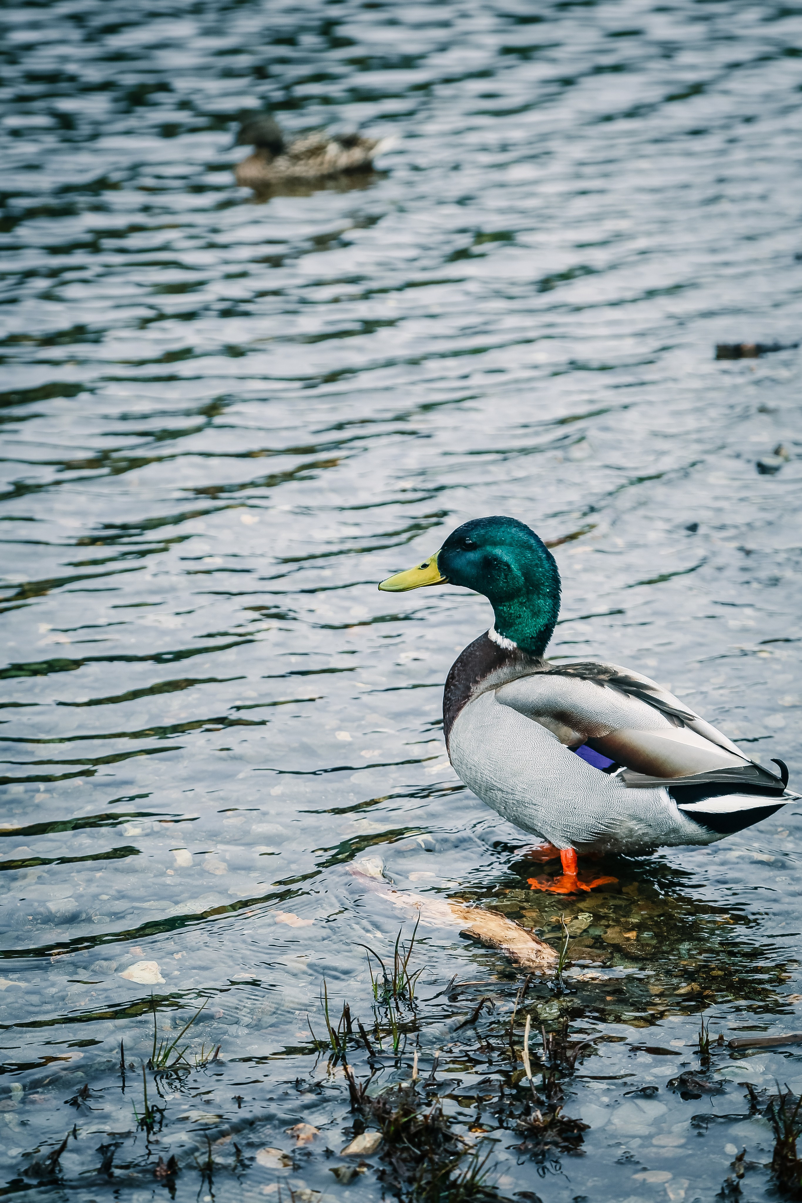 Ирландия: Горы Уиклоу. Дарья Письменюк / Darya Leitstern — фотограф, музыкант, журналист, путешественник
