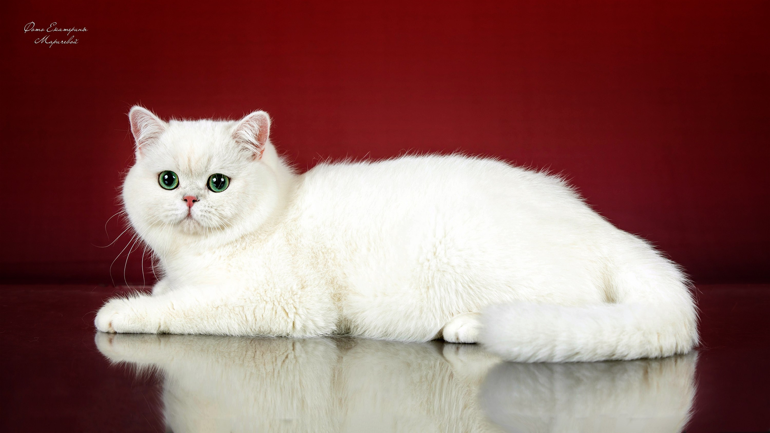 Стендовая съёмка на выставках кошек. Фотограф-анималист в Омске Екатерина Маричева