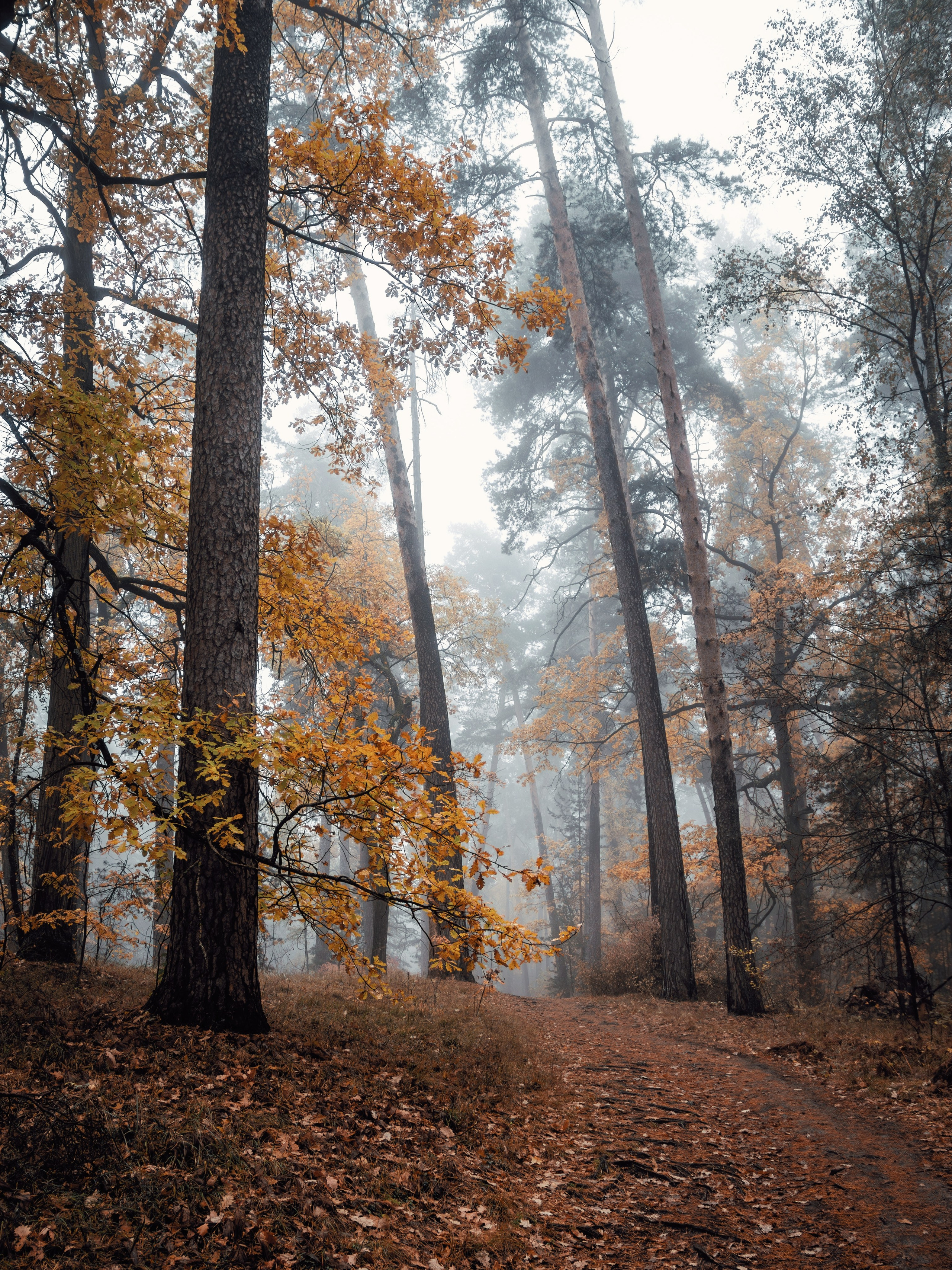 Октябрьский туман. С любовью, фотохудожник