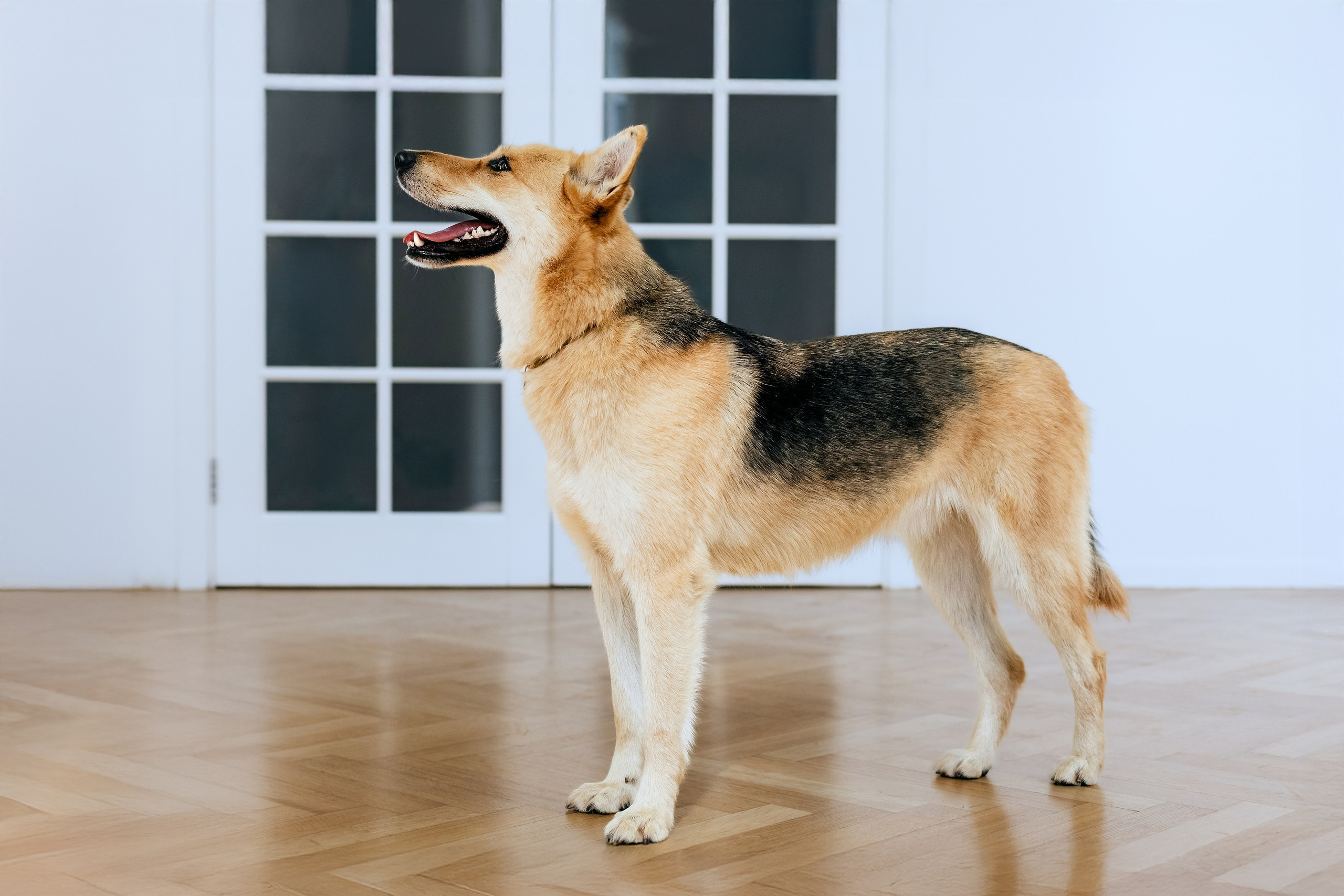 Студия лето 2025. Фотограф-анималист Татьяна Степанова