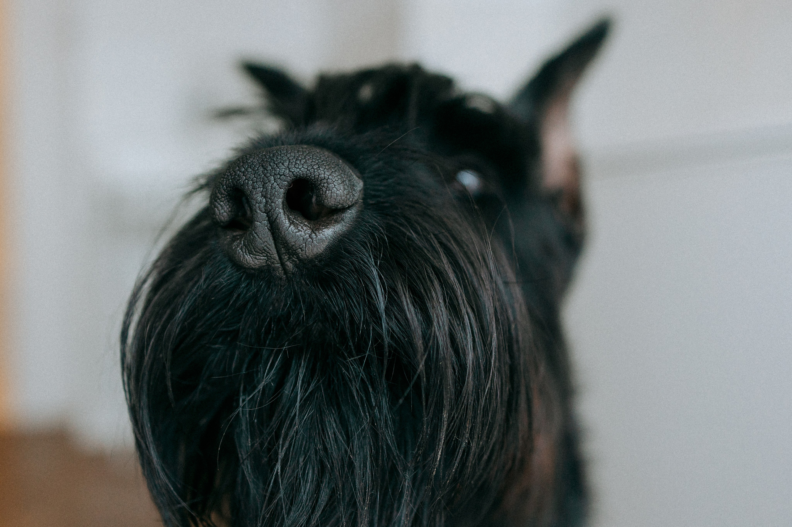 Умбра и Даша. Фотограф анималист Анастасия Пикей