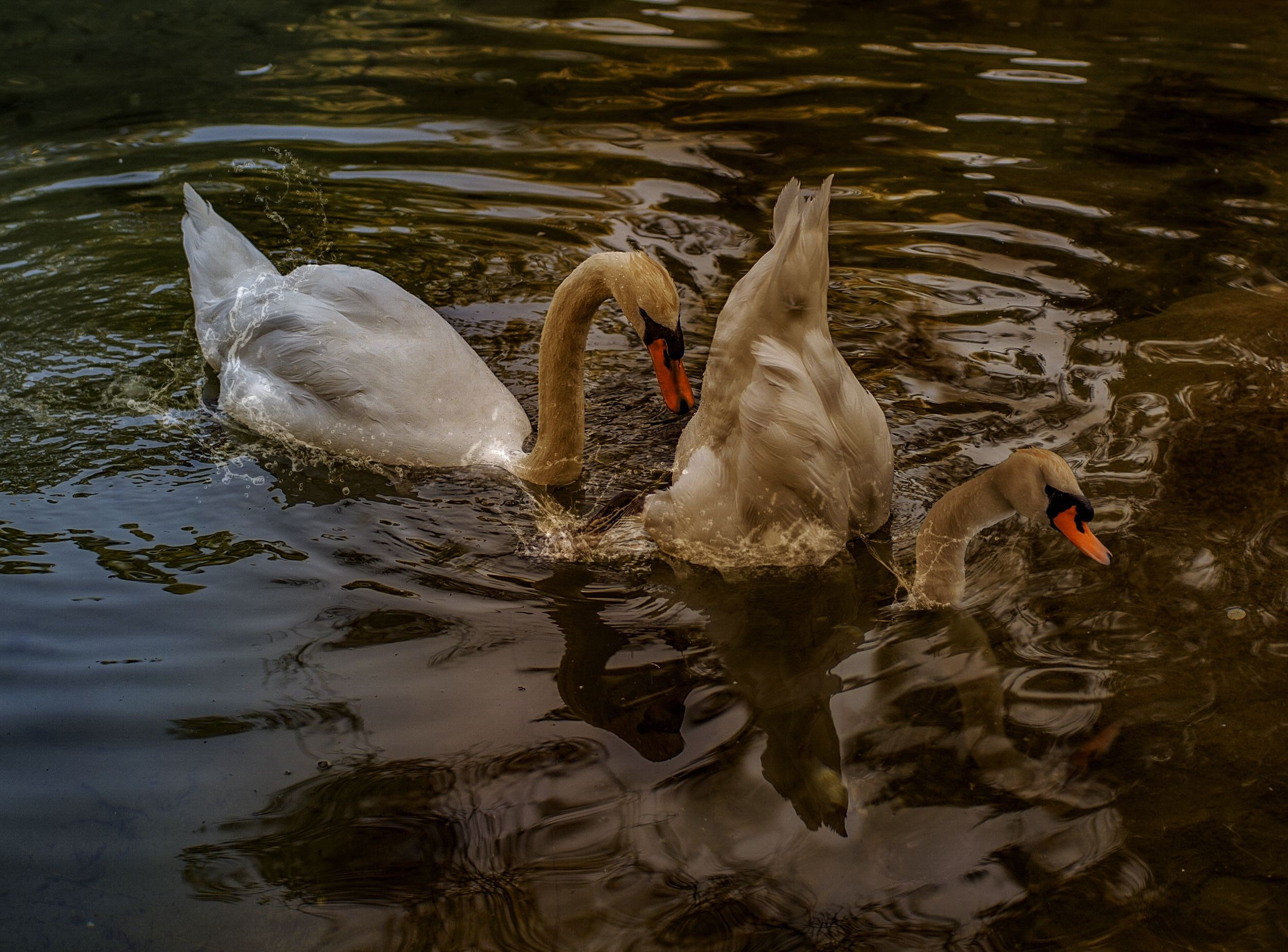 Лебединая верность. Медиапродюсер, фотограф в Минеральных Водах —Виктор Холодов