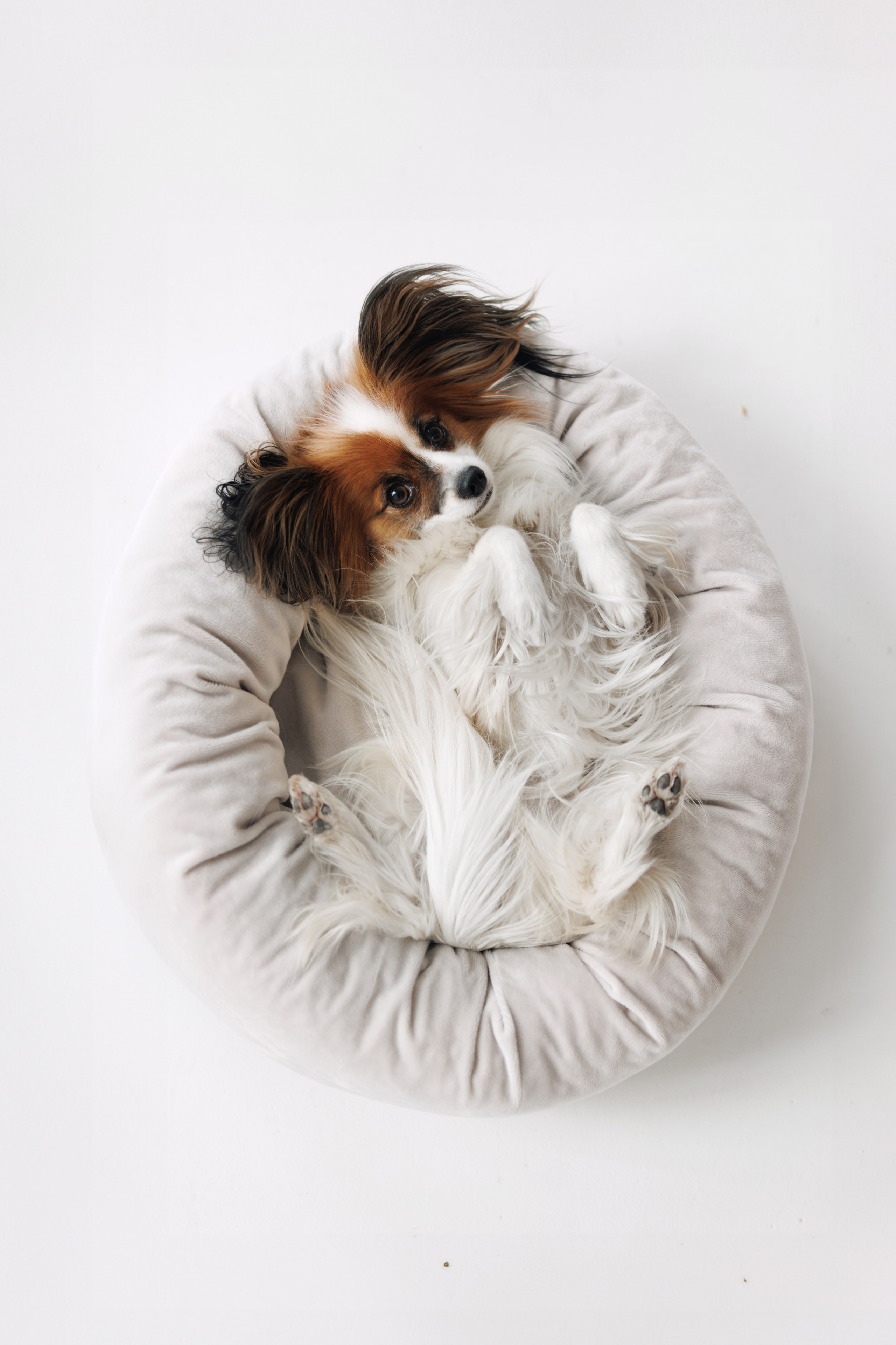 OH MY DOGA. Фотограф анималист Кристина Карпова, Москва