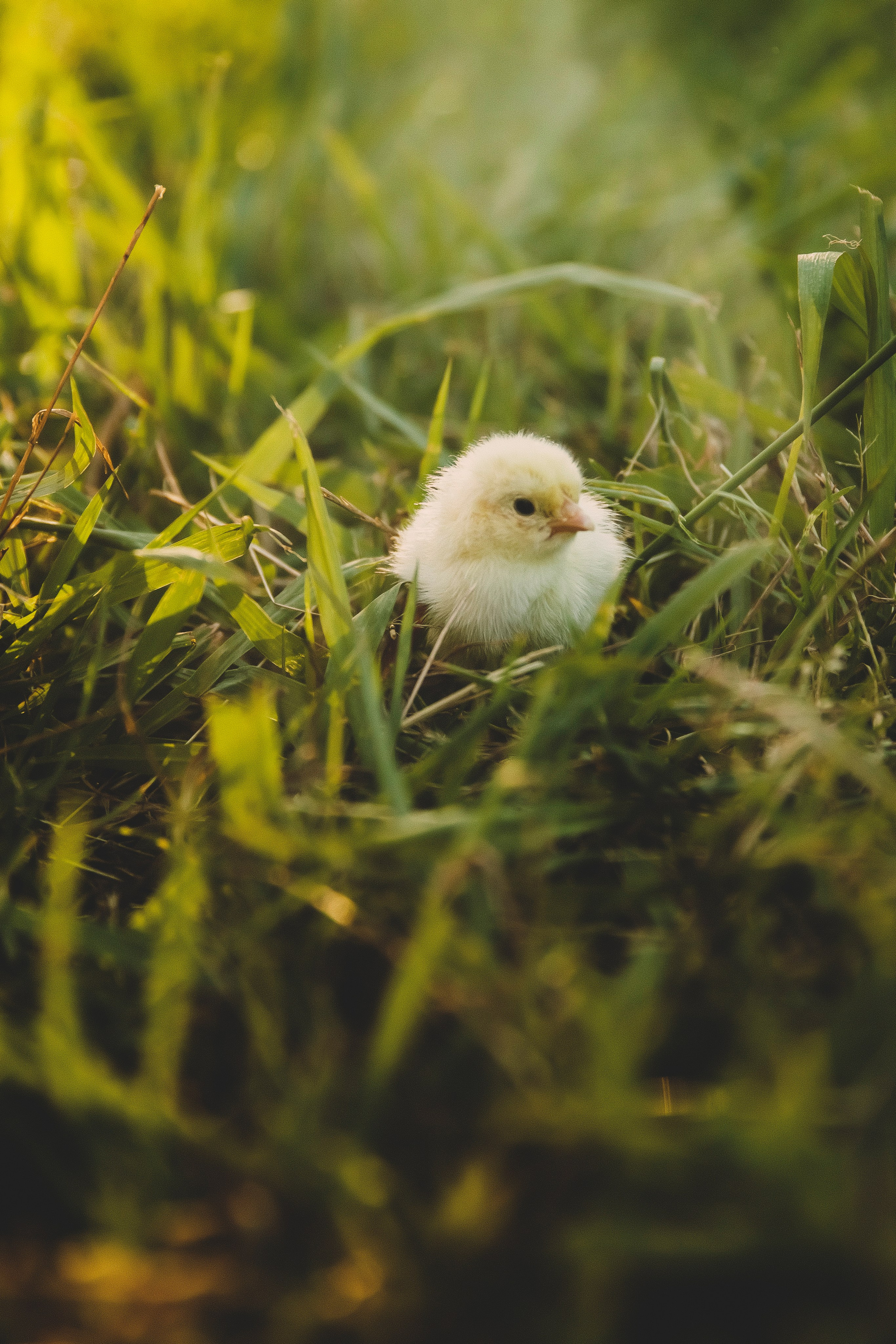 Валерия и Лёва. Свадебный и семейный фотограф Колоскова Мария (Сочи и весь мир)