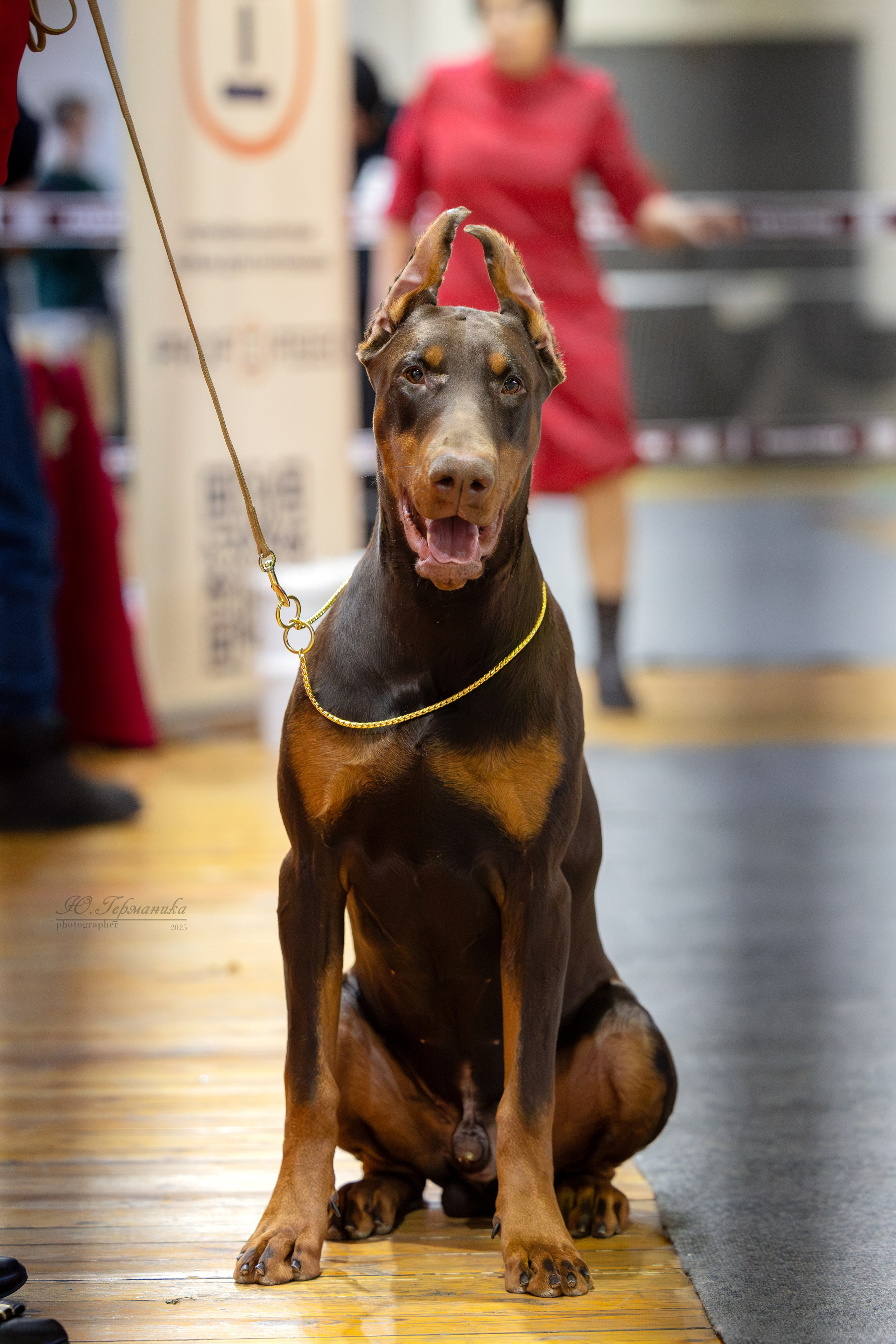 Тверь 21.12.2025. Фотограф-анималист Юлия Германика