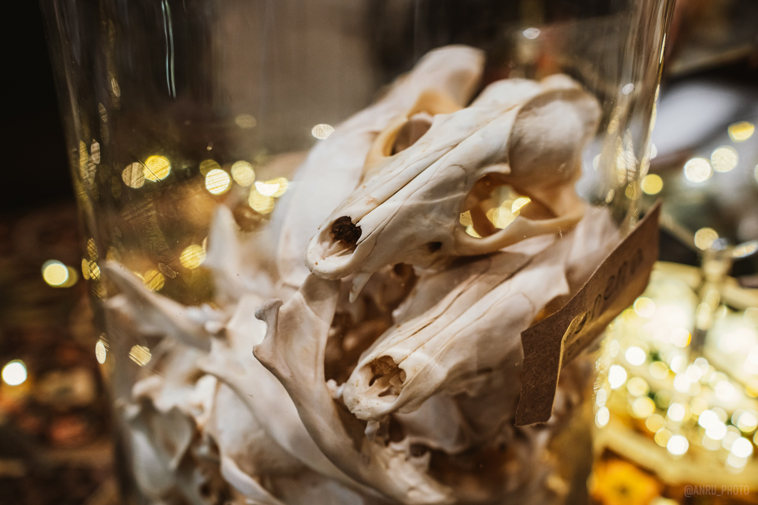 Рептилиум (ручная работа). Репортажный фотограф Анастасия Рубцова