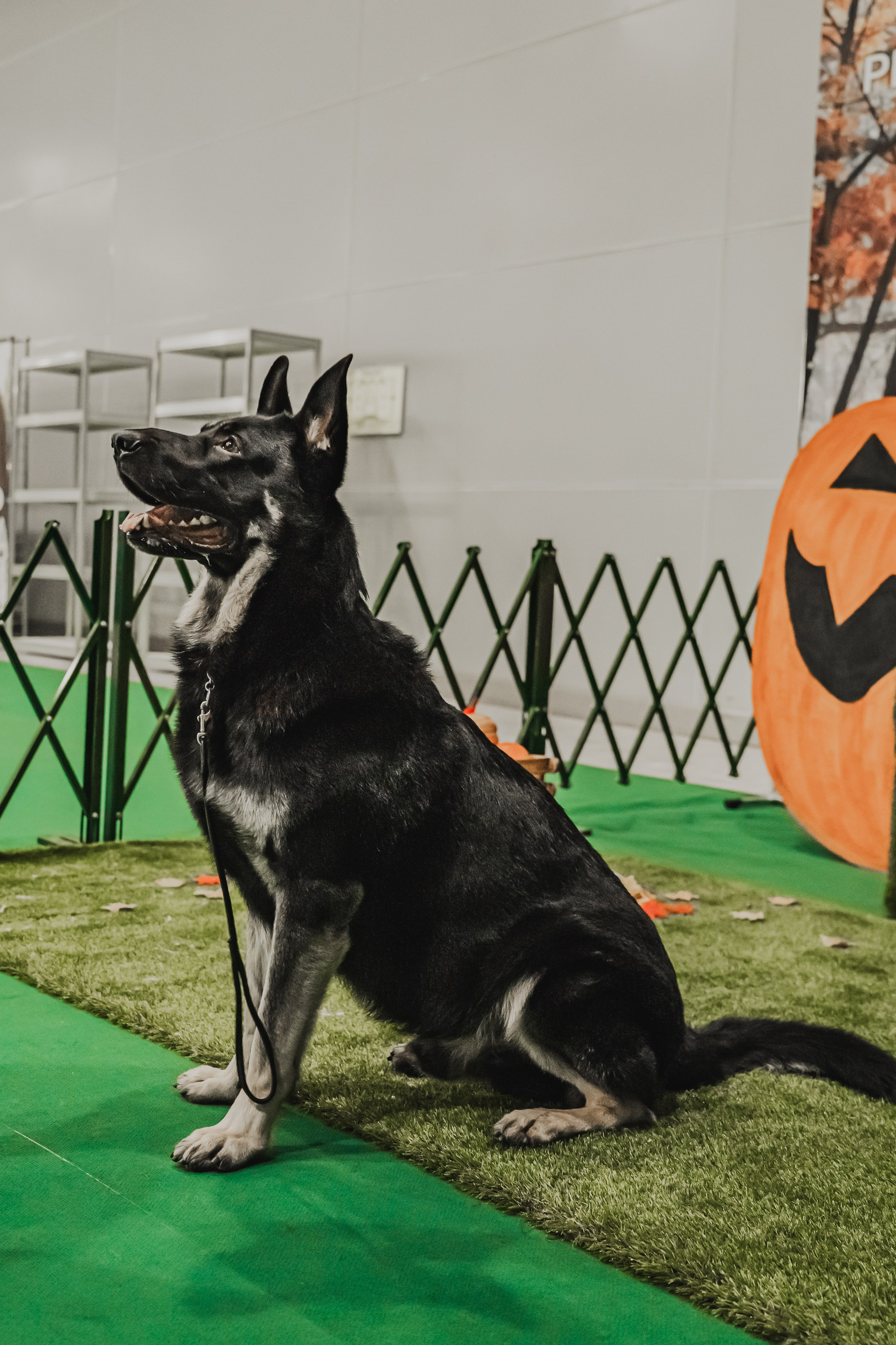 Международная выставка собак всех пород. Репортажный фотограф Анастасия Рубцова