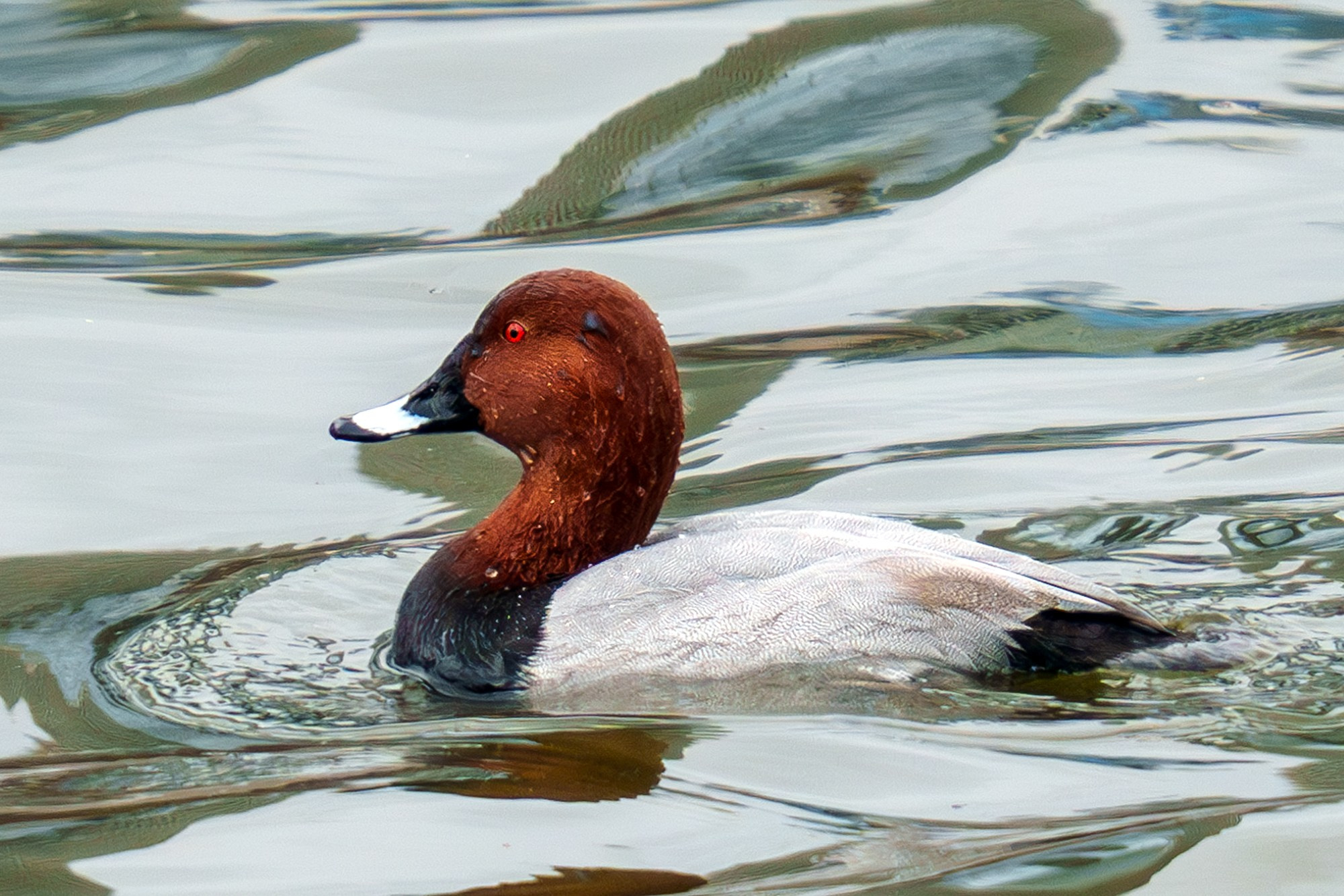 Удивительные мир птиц. Вокруг нас столько прекрасного — присмотритесь!. Ваш личный фотограф Марина Волкова