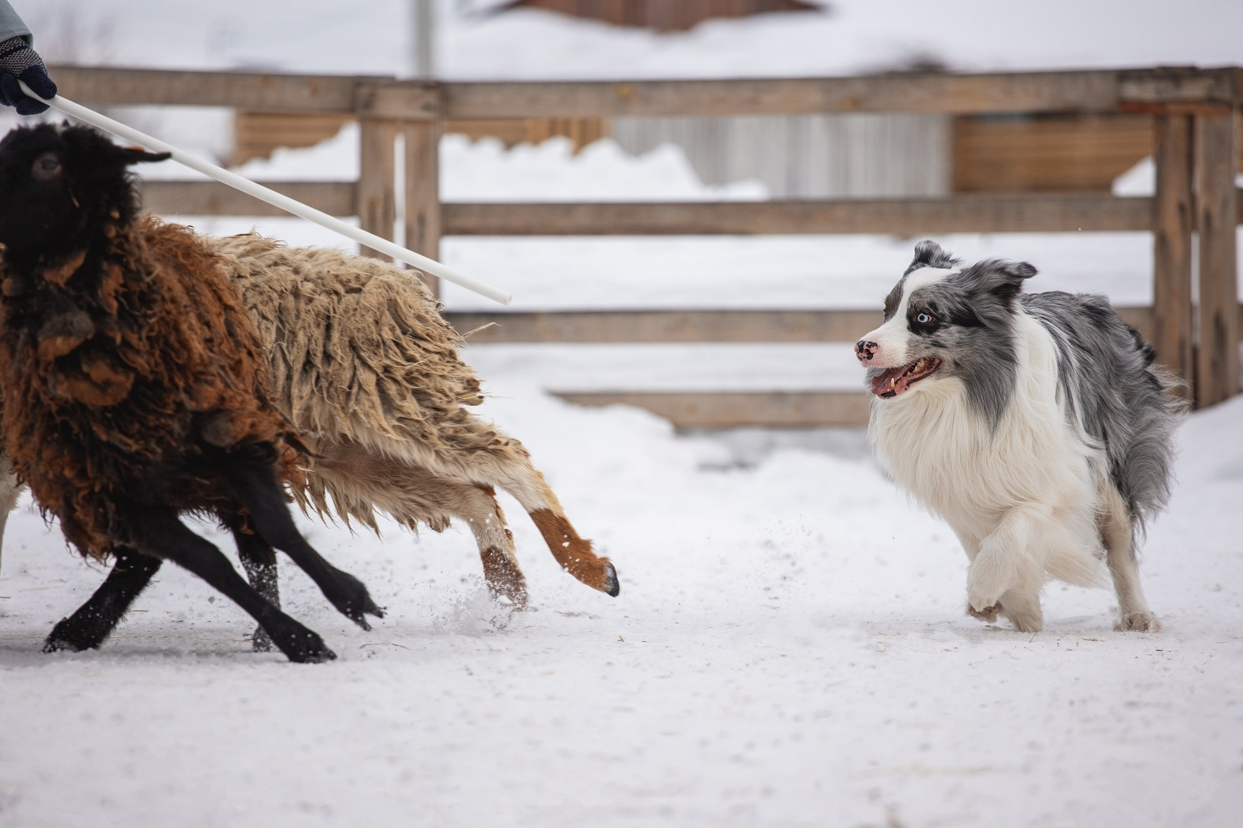 Ольга и Лаки. YULA KOLESOVA | Фотограф — Анималист | Художник | Тюмень