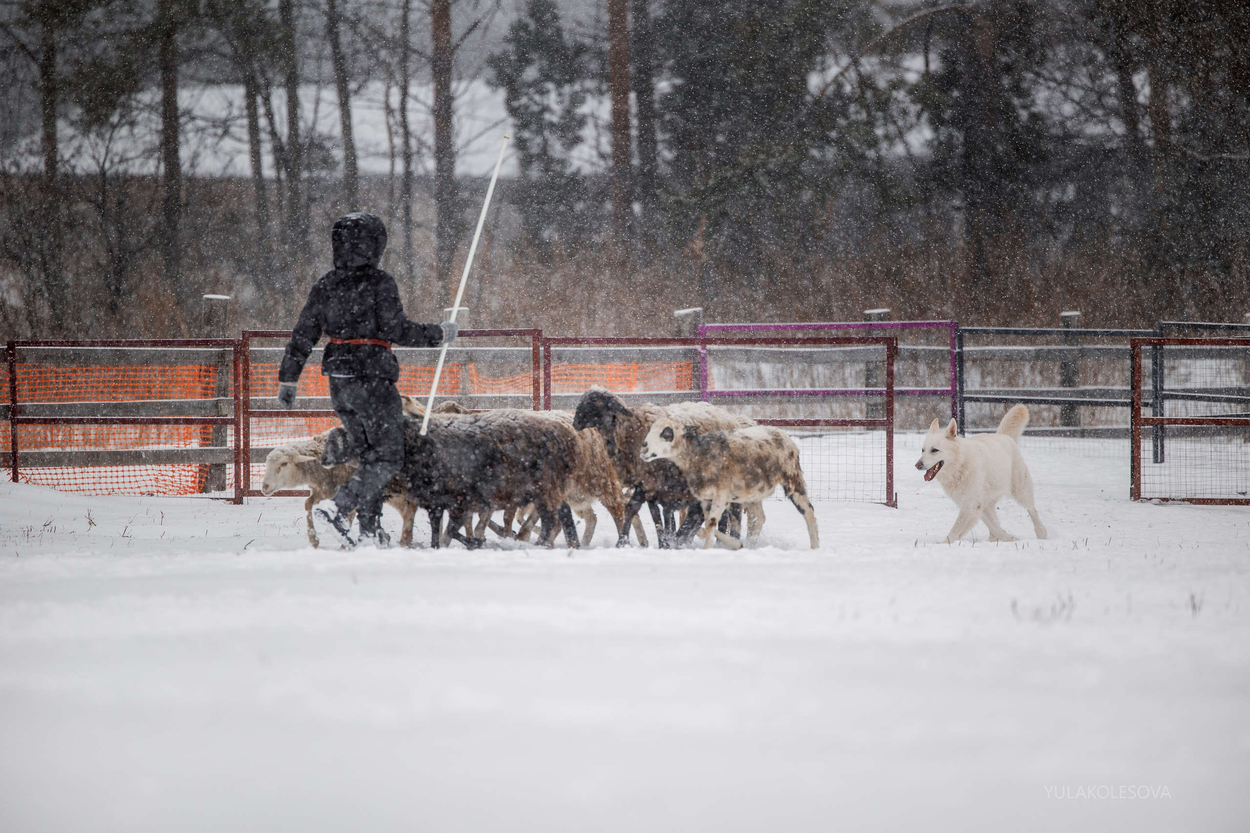 Пастуший интенсив, ноябрь 2024. YULA KOLESOVA | Фотограф — Анималист | Художник | Тюмень