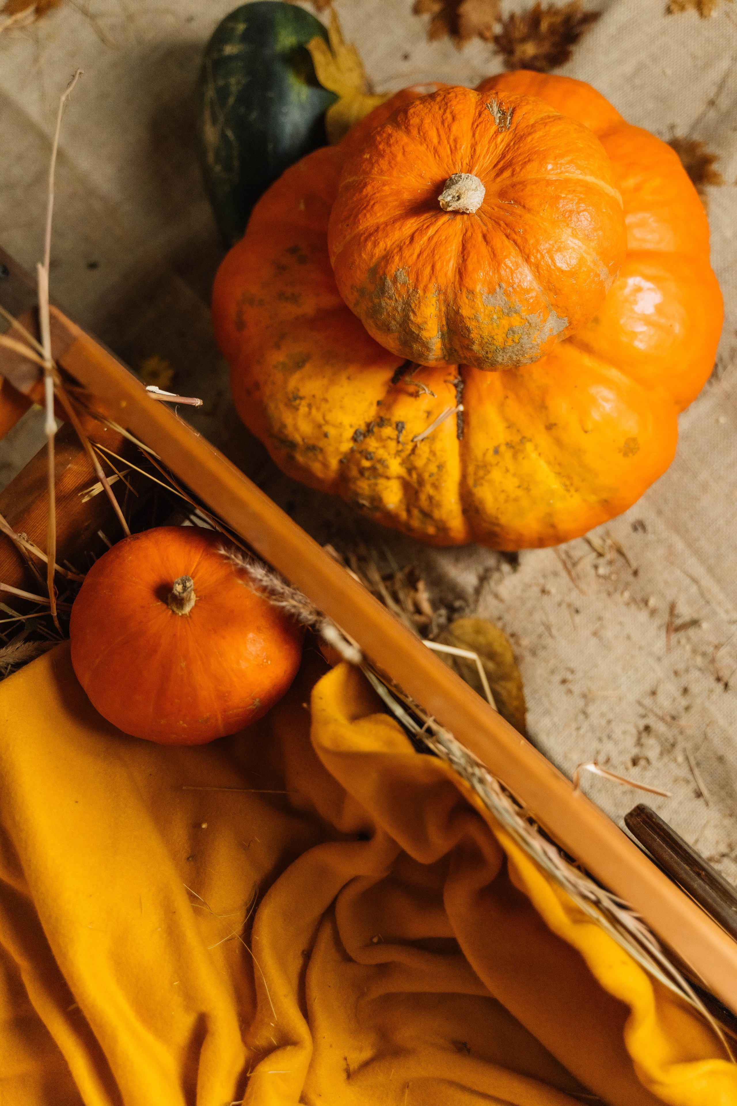 Осенний Фотодень 2025. ALISON FILMS