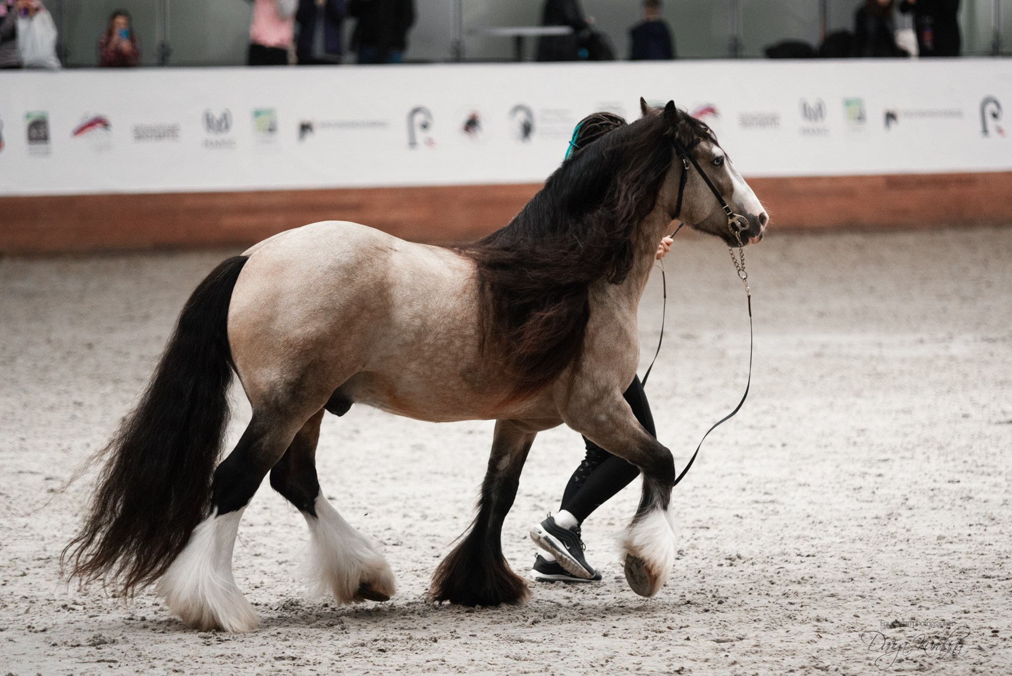 8-я международная выставка Конная Россия. Конный фотограф Куракина Дарья • Фотосессии с лошадьми