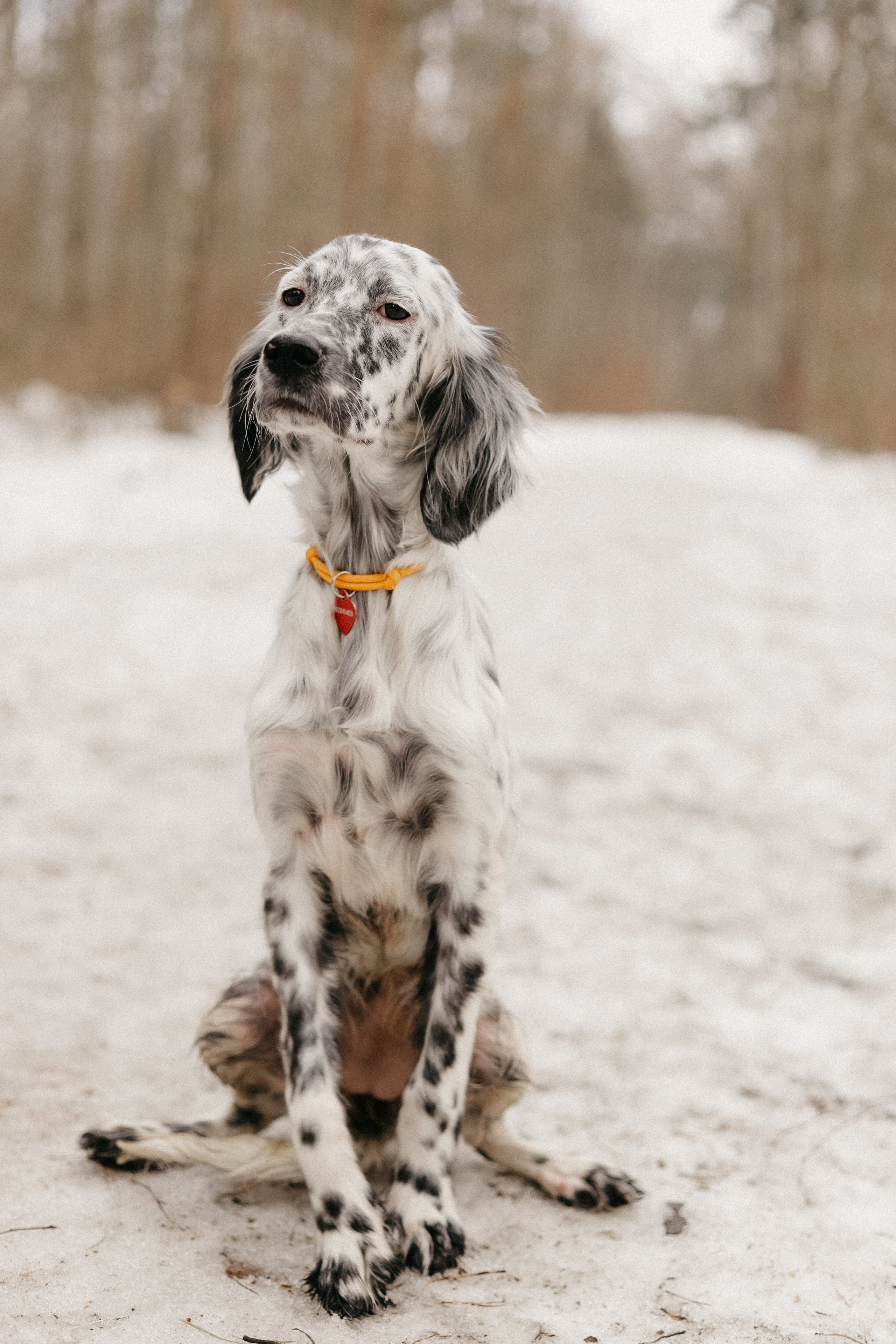 Для приюта (уже дома). Фотограф Москва и Санкт-Петербург