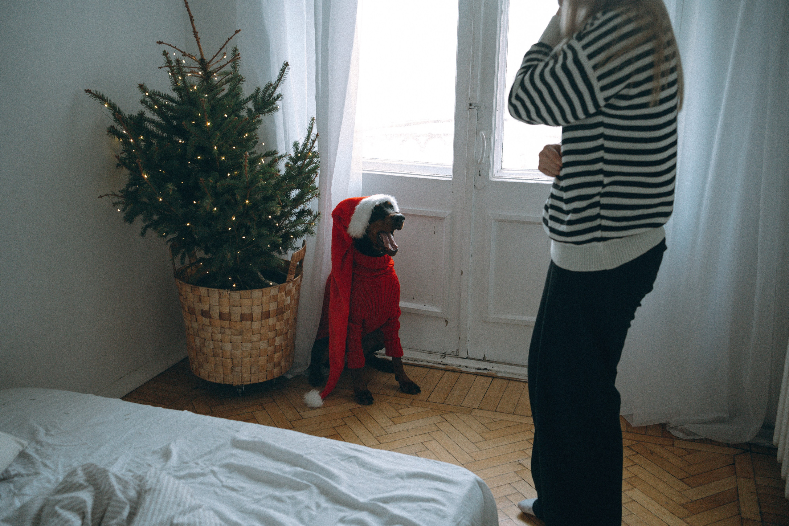 Саша и Асти. Фотограф анималист в Москве и Санкт-Петербурге Свиридова Анна
