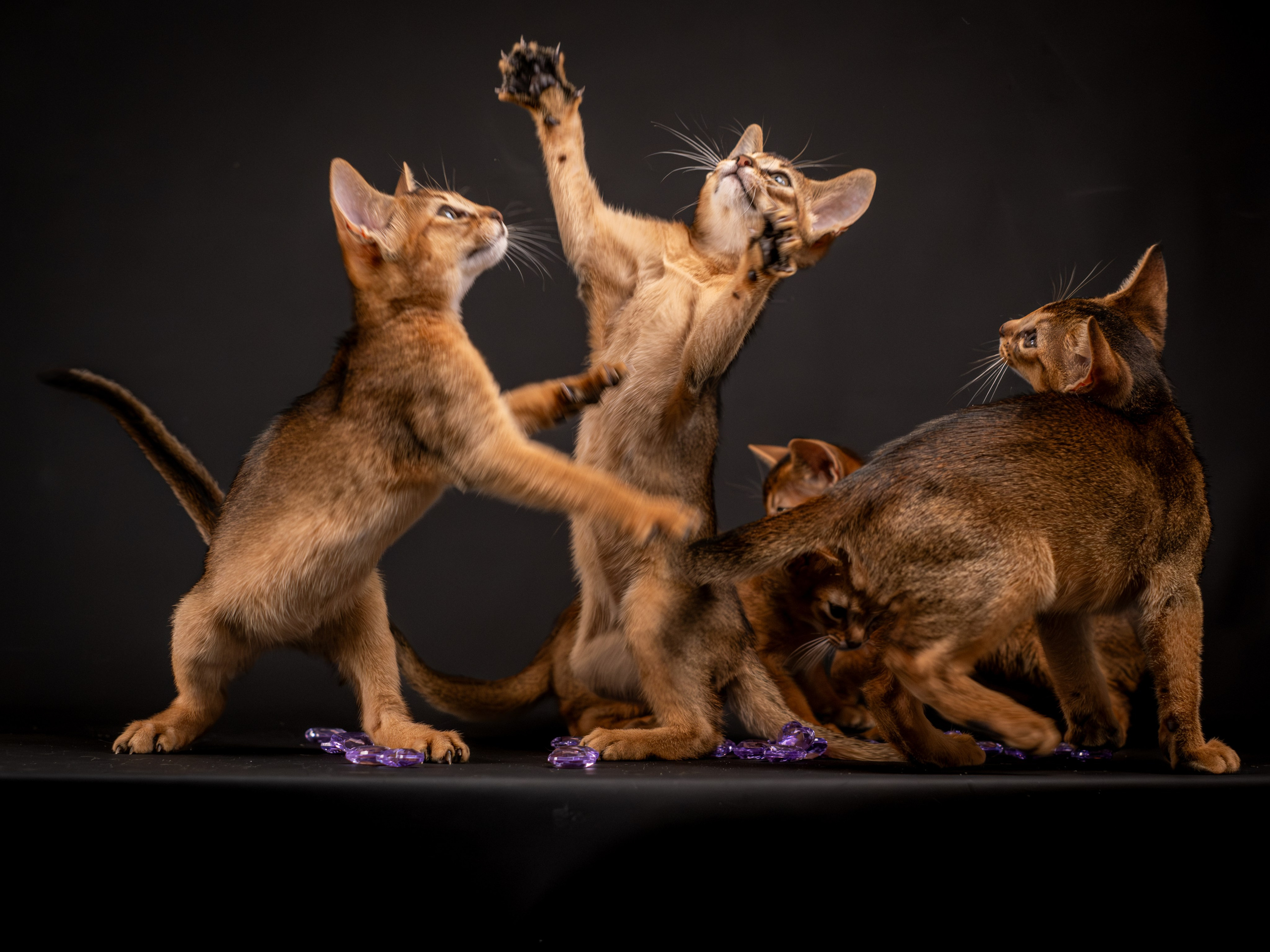 Абиссинцы для Натальи). Зоофотограф, фотограф животных в Москве и области Дина Дамоцева