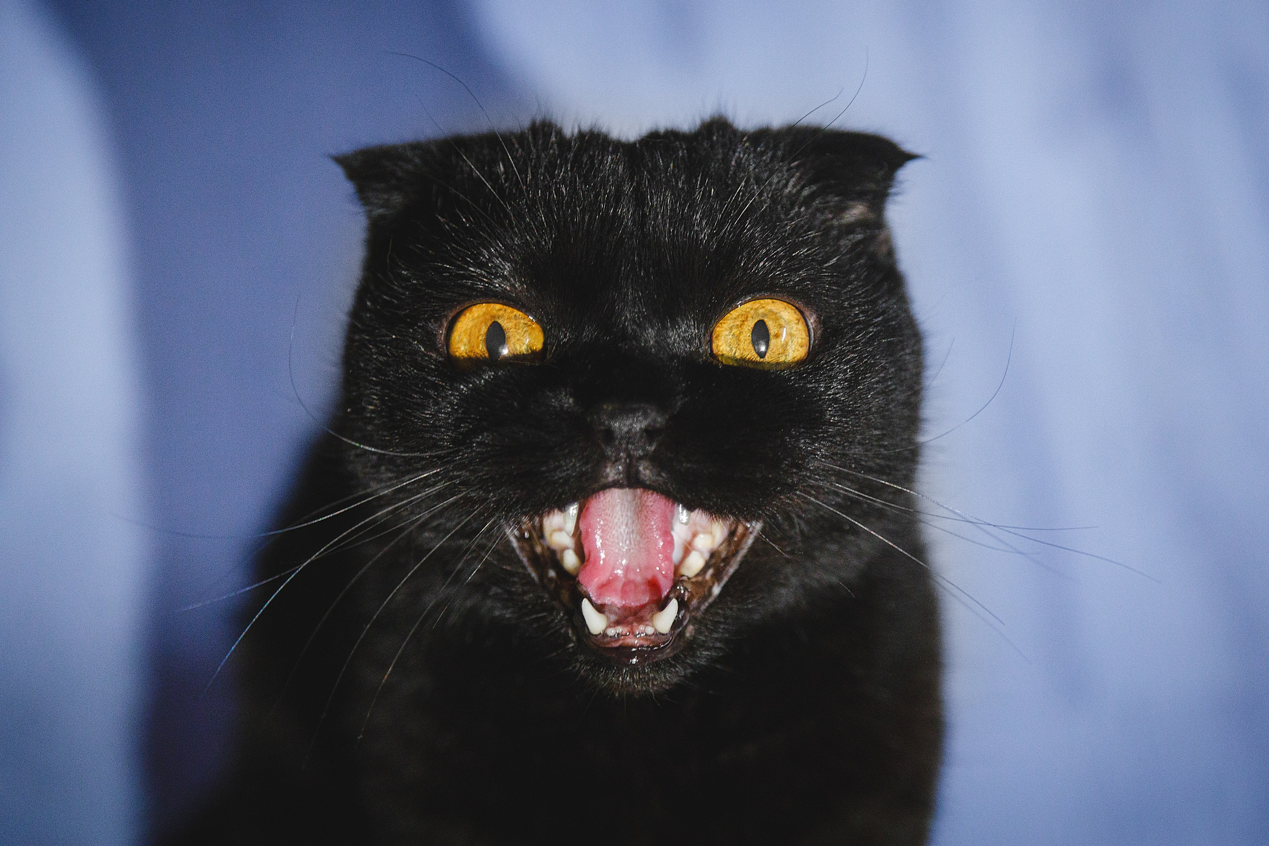 Проект «366»|2024|Фото каждый день. LENA GRACE photographer ||ЛЕНА ГРЭЙС фотограф