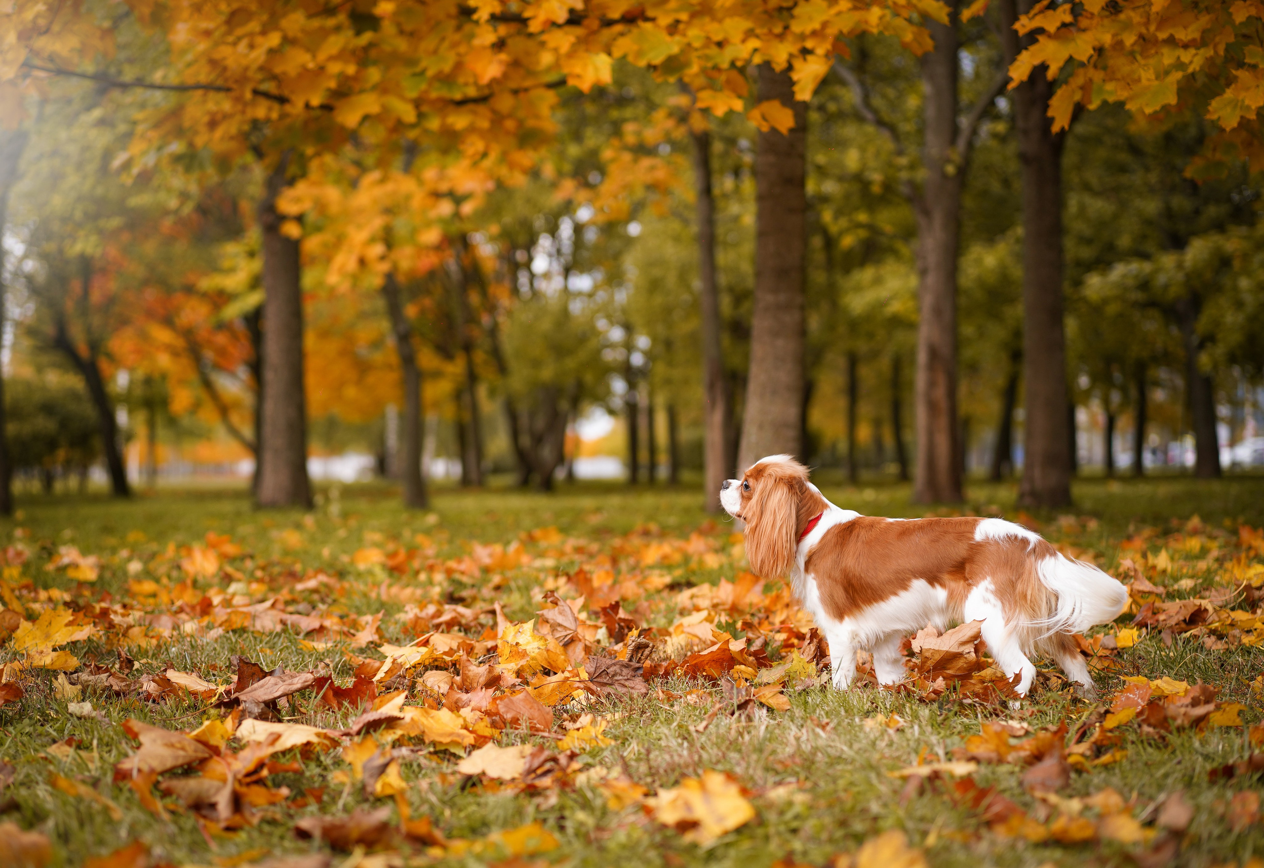 Катя Валера Саша и кавалерчики. Фотограф-анималист в Санкт-Петербурге Яна Мартынова
