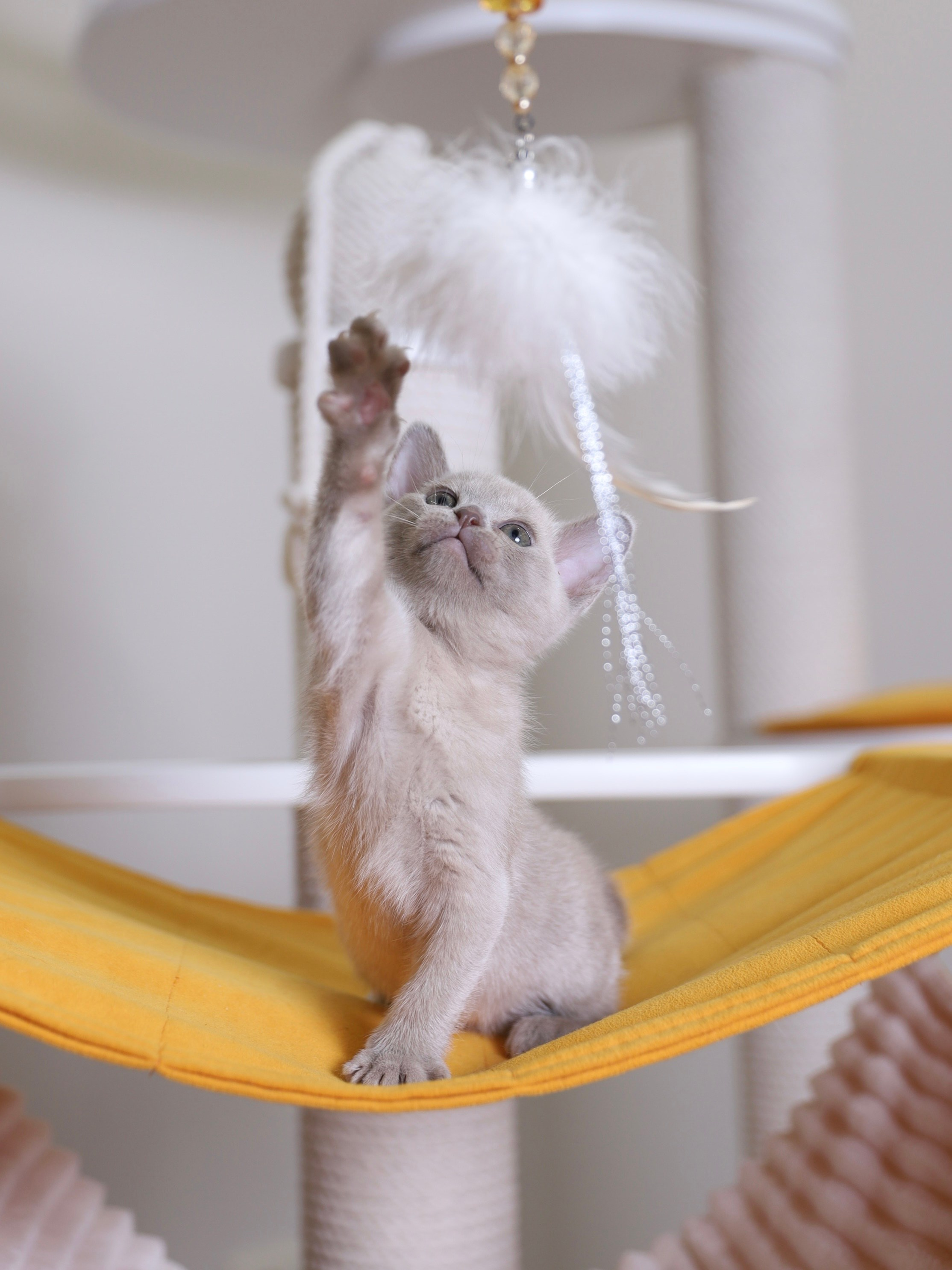 В. Cash. Cattery “Bouncy Life”