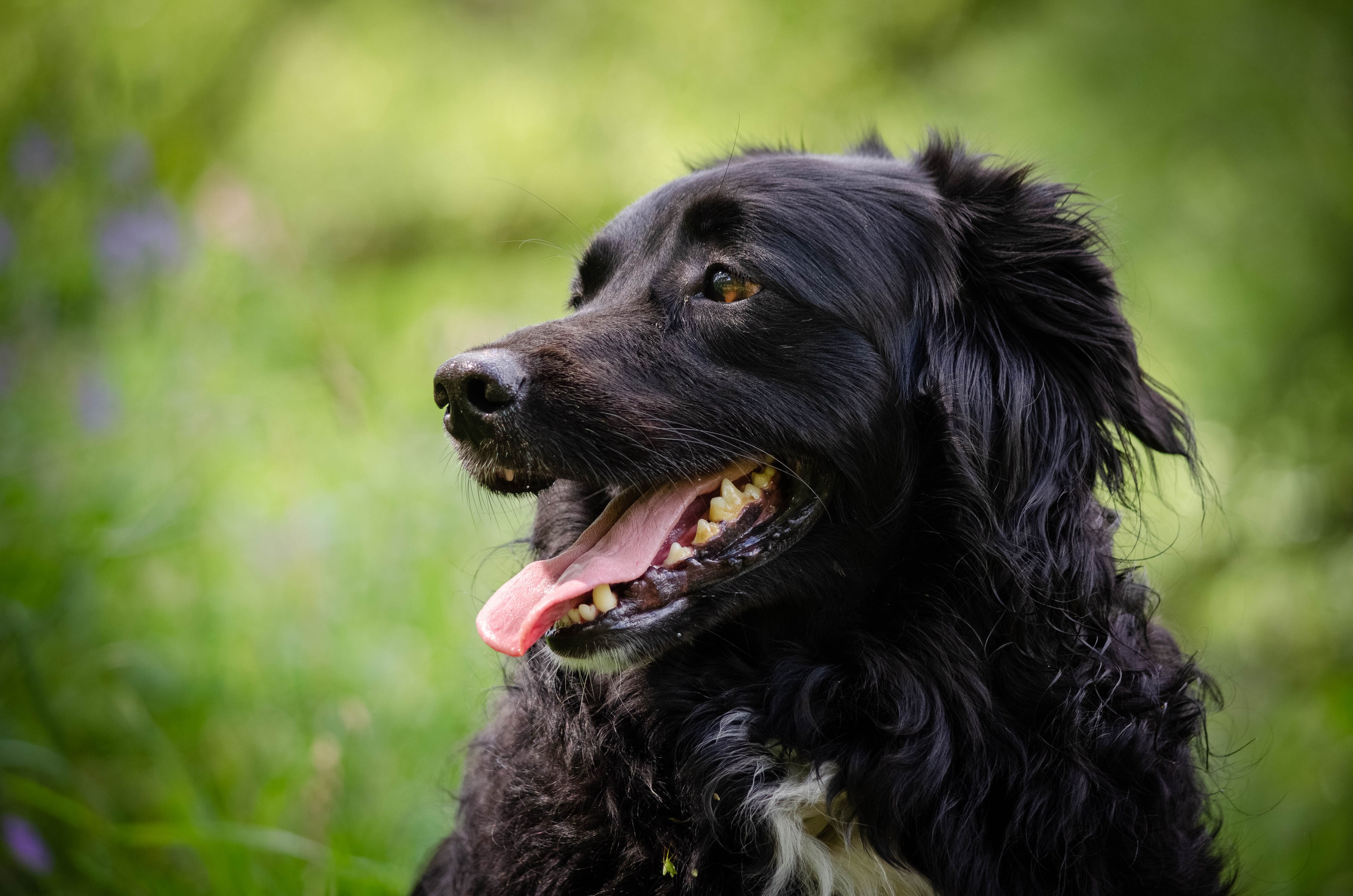 Том и Тося. Фотограф Светлана Блинова, Москва и Московская область