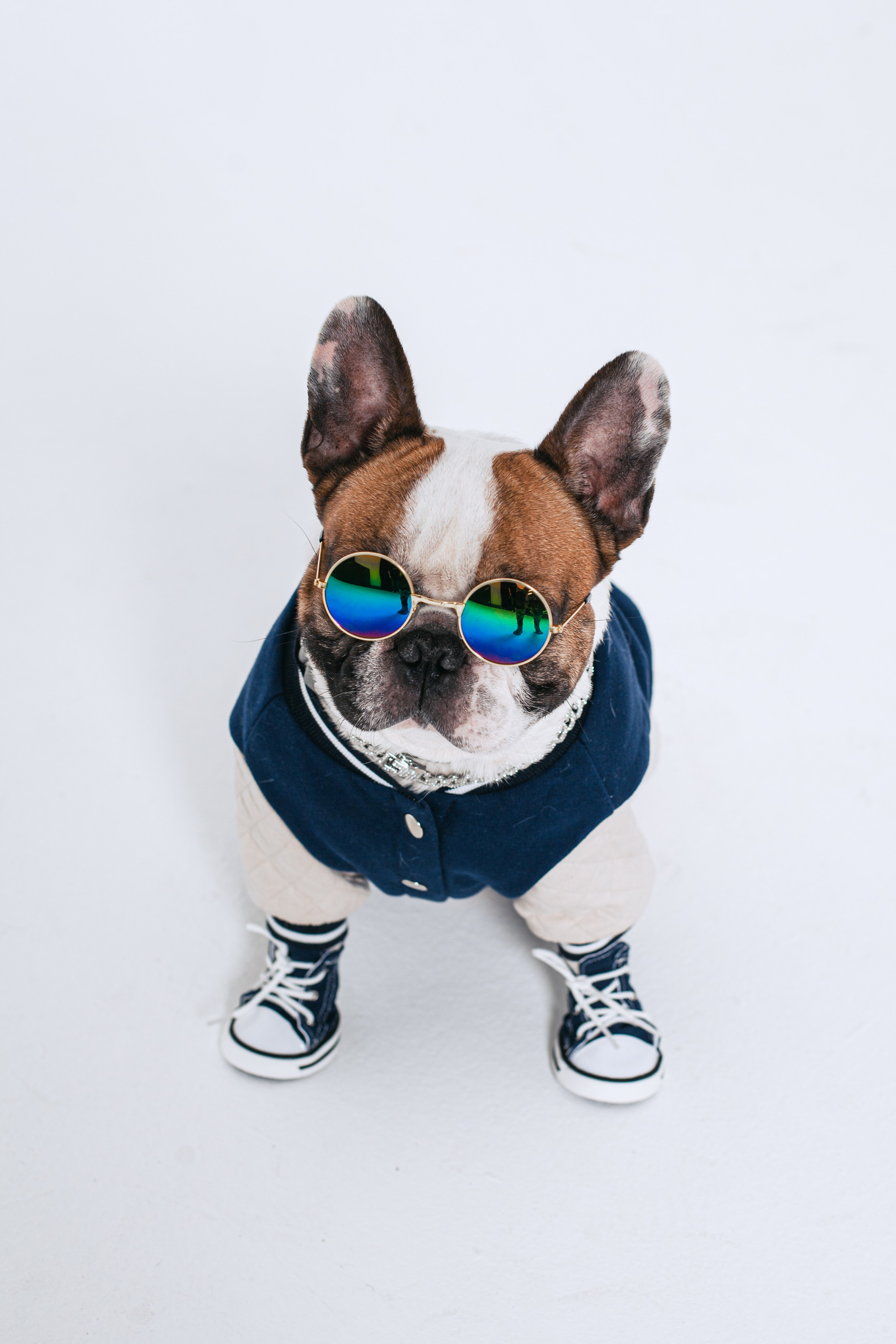 Пижамная вечеринка французских бульдогов и их хозяев. Фотограф-анималист Татьяна Степанова