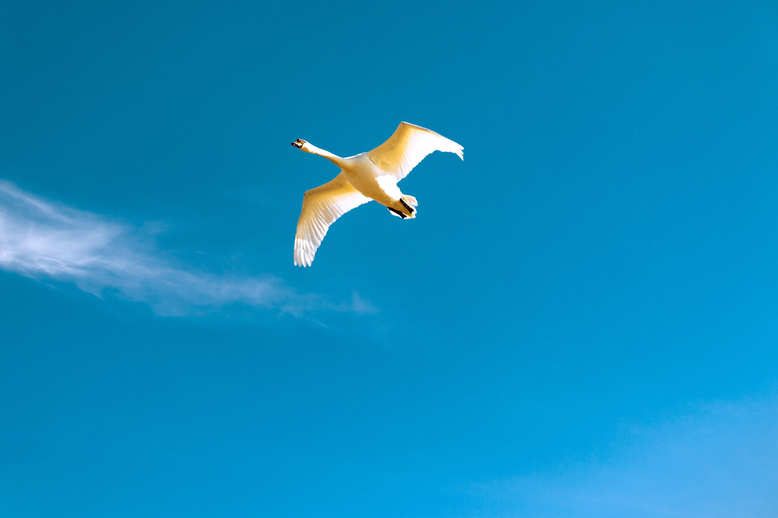 Из наблюдений. Плак или Квак