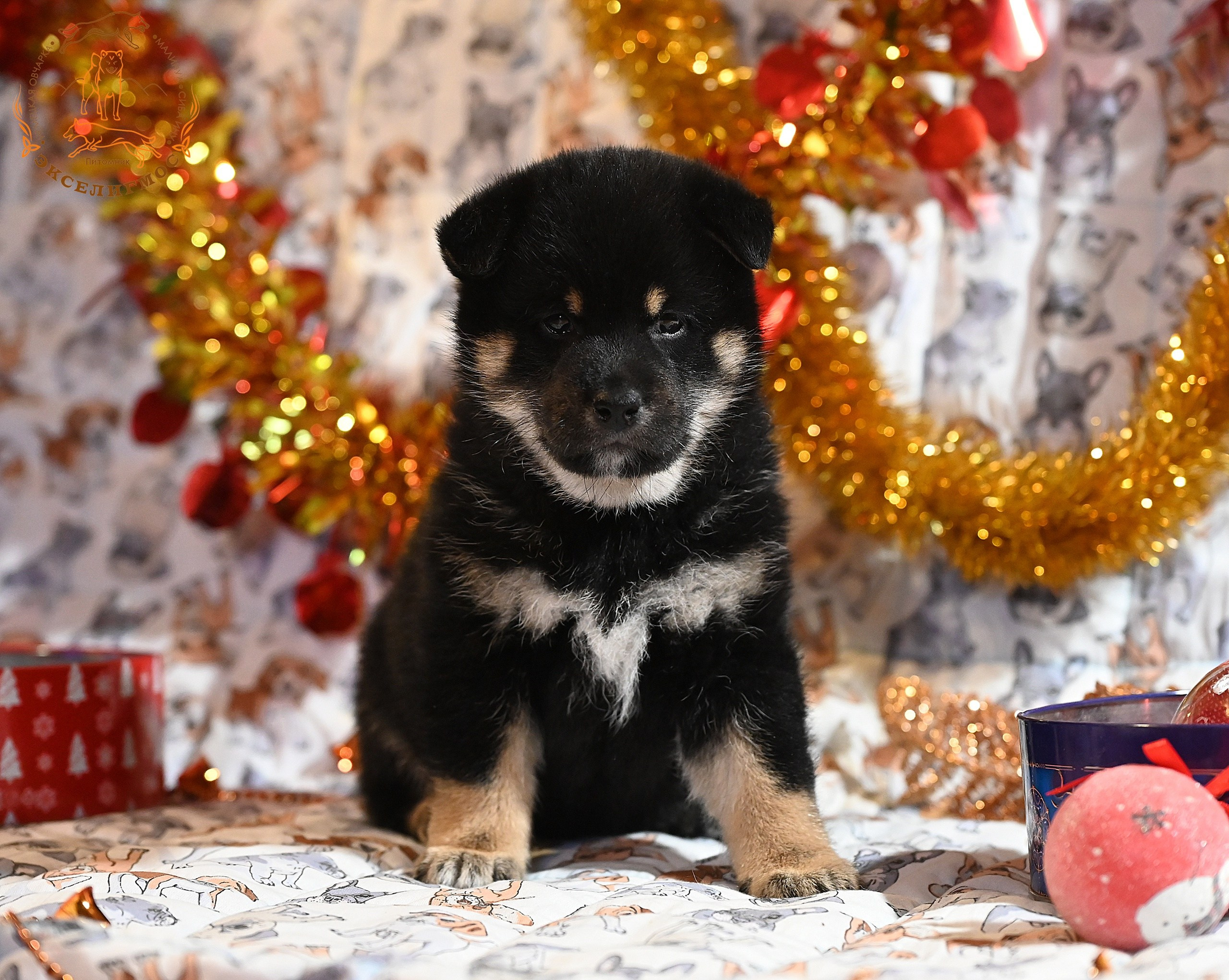 Тáту * Exceligmos Tatsu. Американская акита I Сиба ину I Питомник RUBYLIGHT