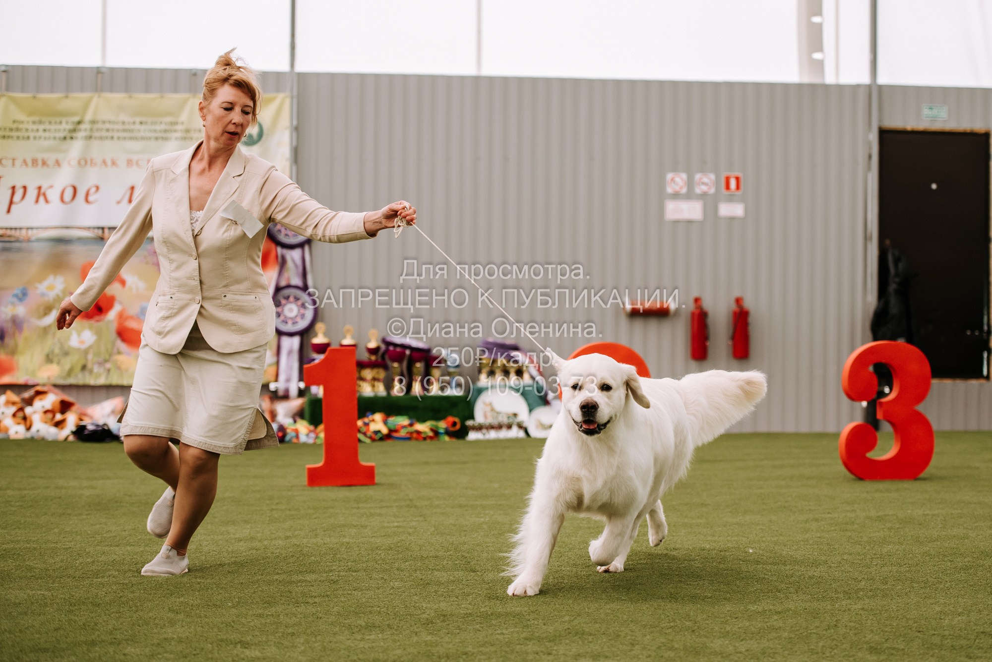 Выставка собак Красноярск 2.06. Фотограф Диана Оленина Красноярск / Братск