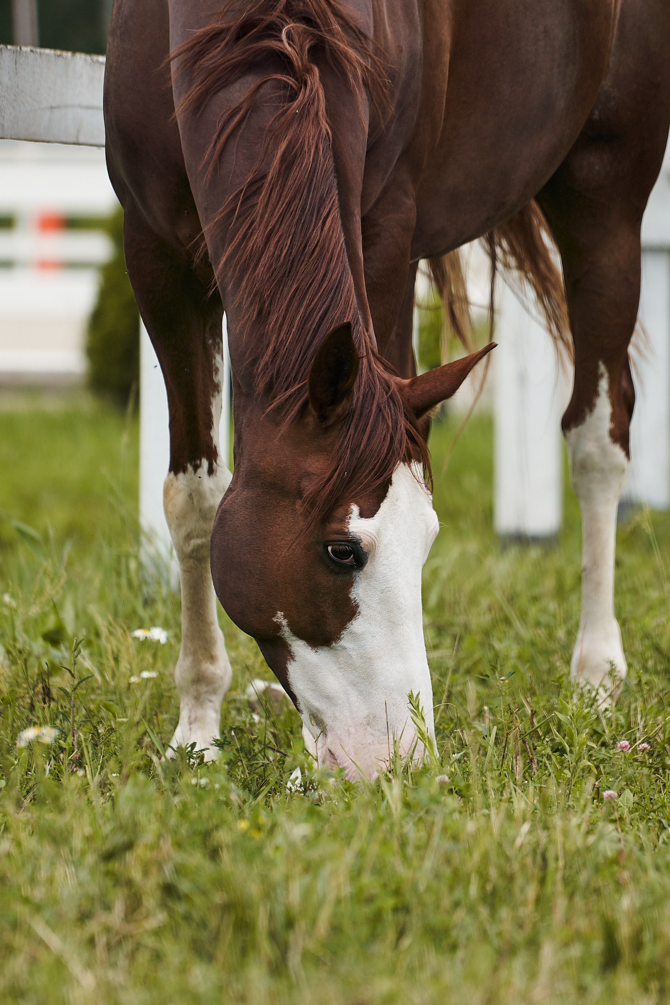 Хэмилтон, полукровный, КСК «Звёздный». Фотосессии с лошадьми в Москве, Новосибирске