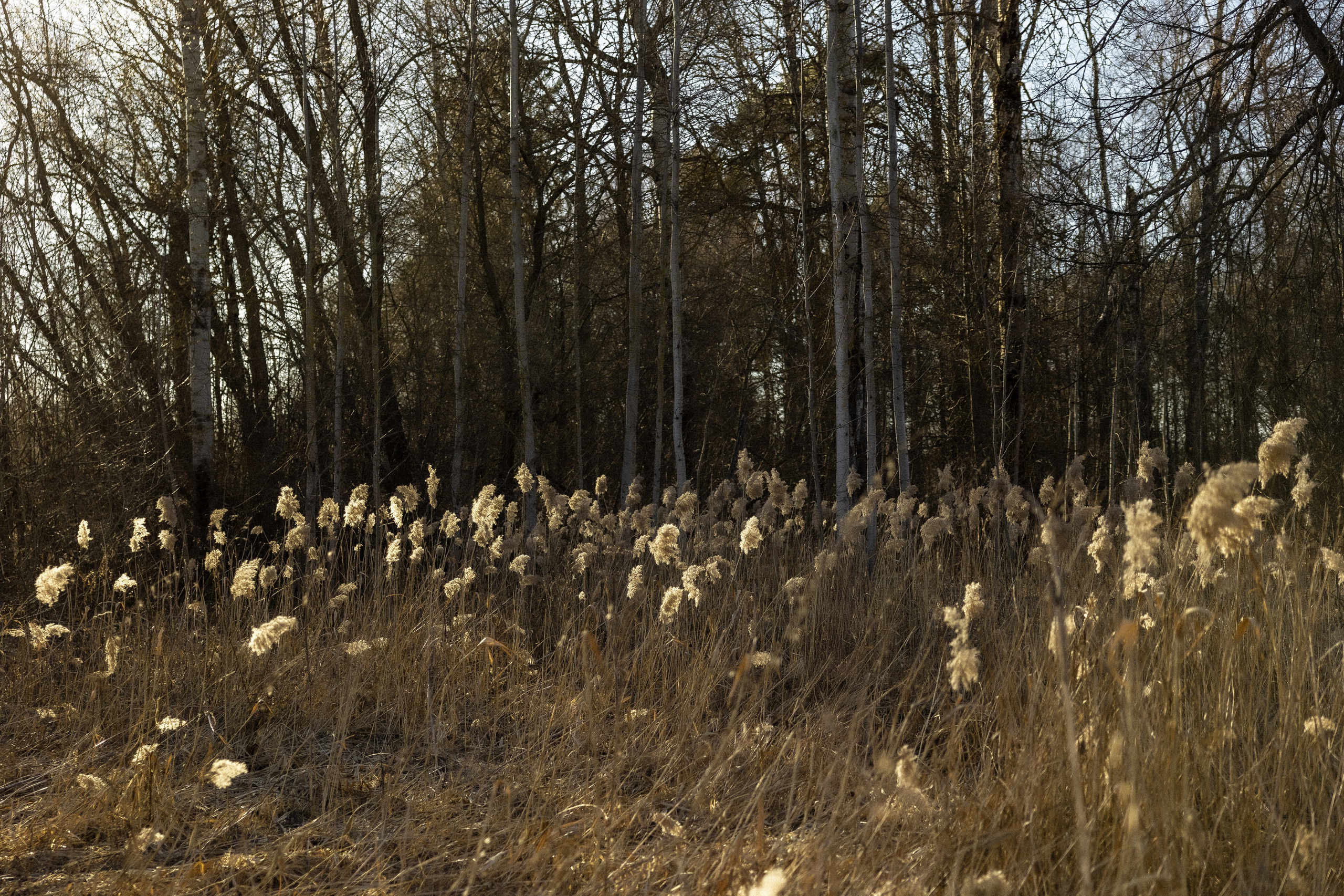 Саша и Оксана. Свадебный фотограф Ксения Ровковская