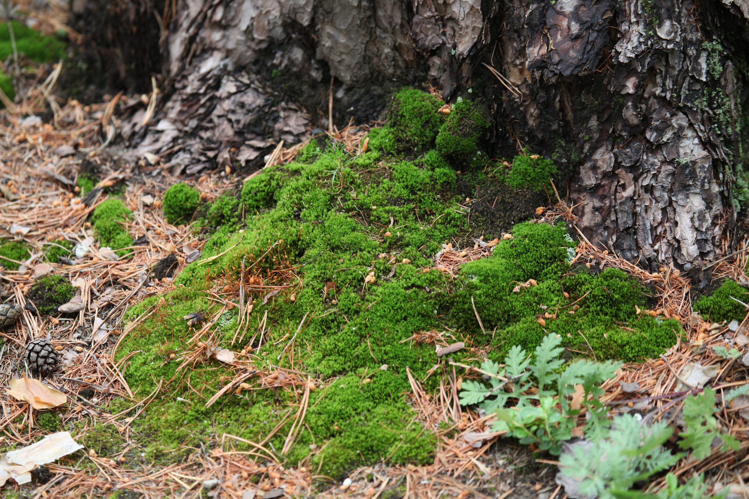 Фото Природы Забайкалья. Студия Максима Белослюдцева