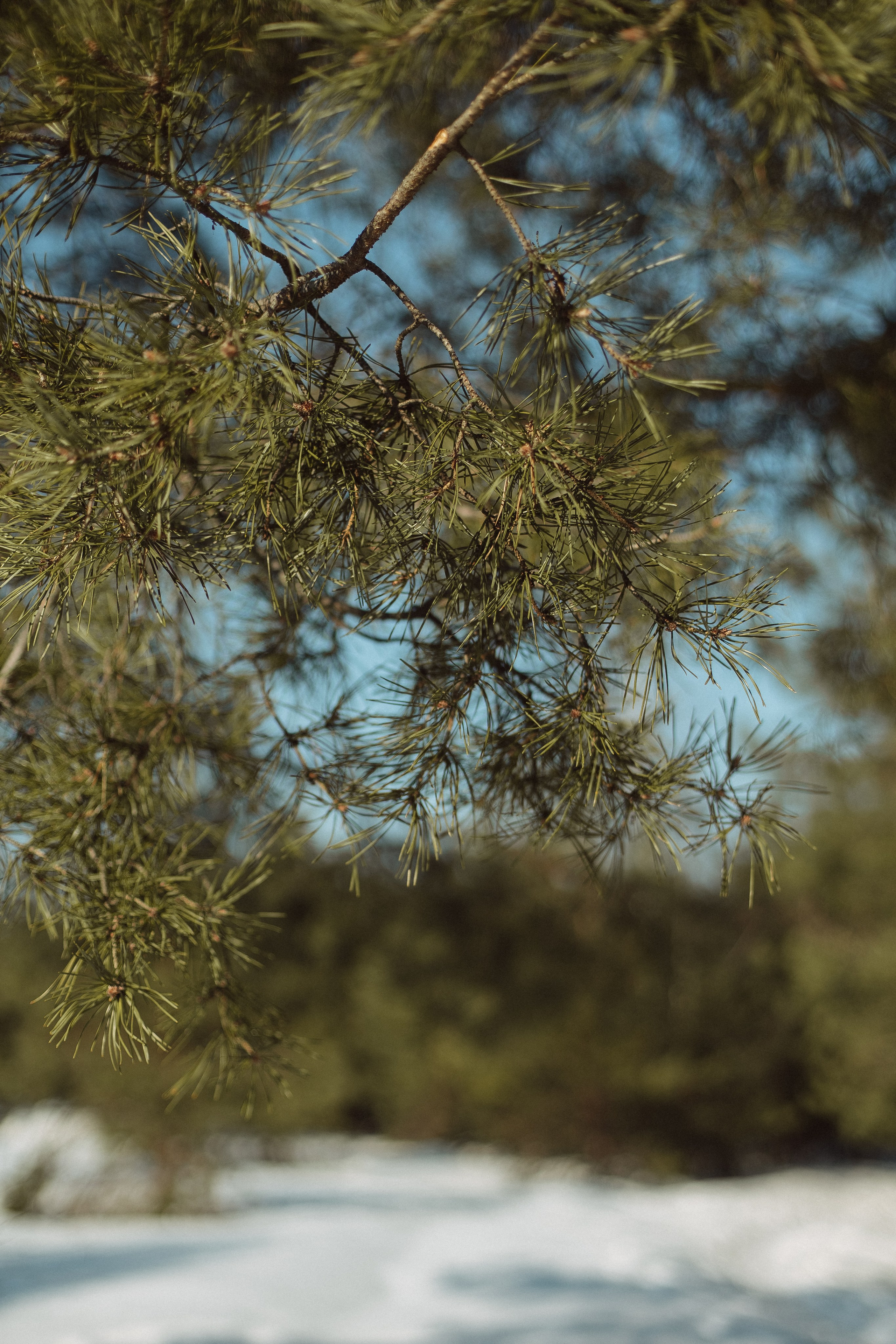 Экопарк ПОЛЯНЫ. Главная