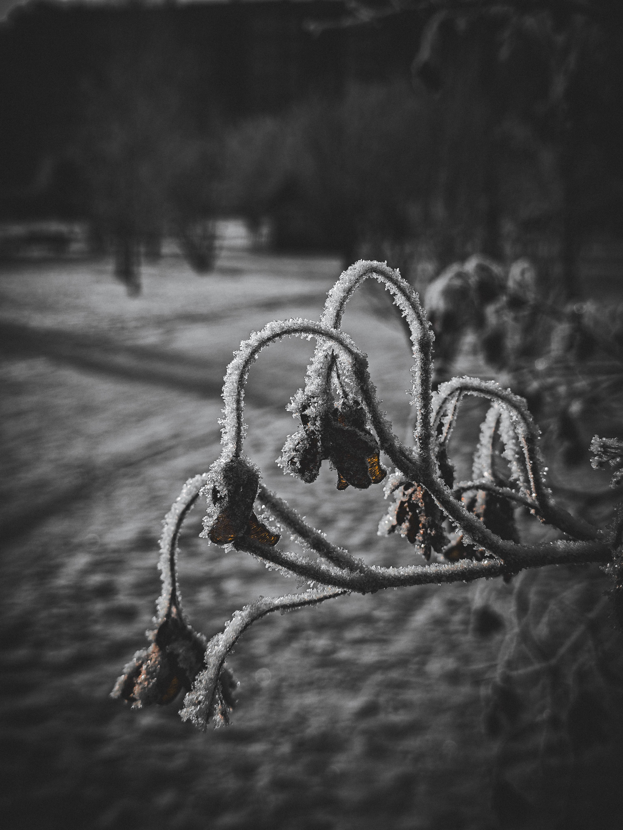 Скоро лето. Игорь Урывский. Фотограф Красноярск