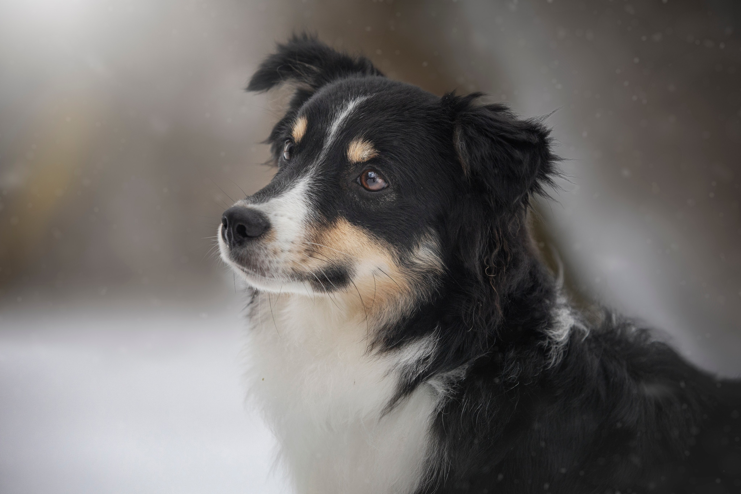 Дария, Макс, Сезам и Чили. Фотограф анималист в Москве Майорова Евгения
