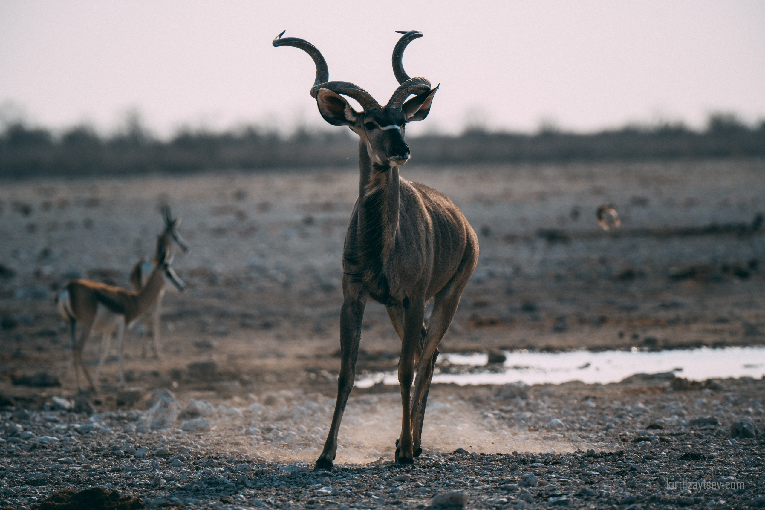 Жизнь. Профессиональный фотограф Кирилл Зайцев