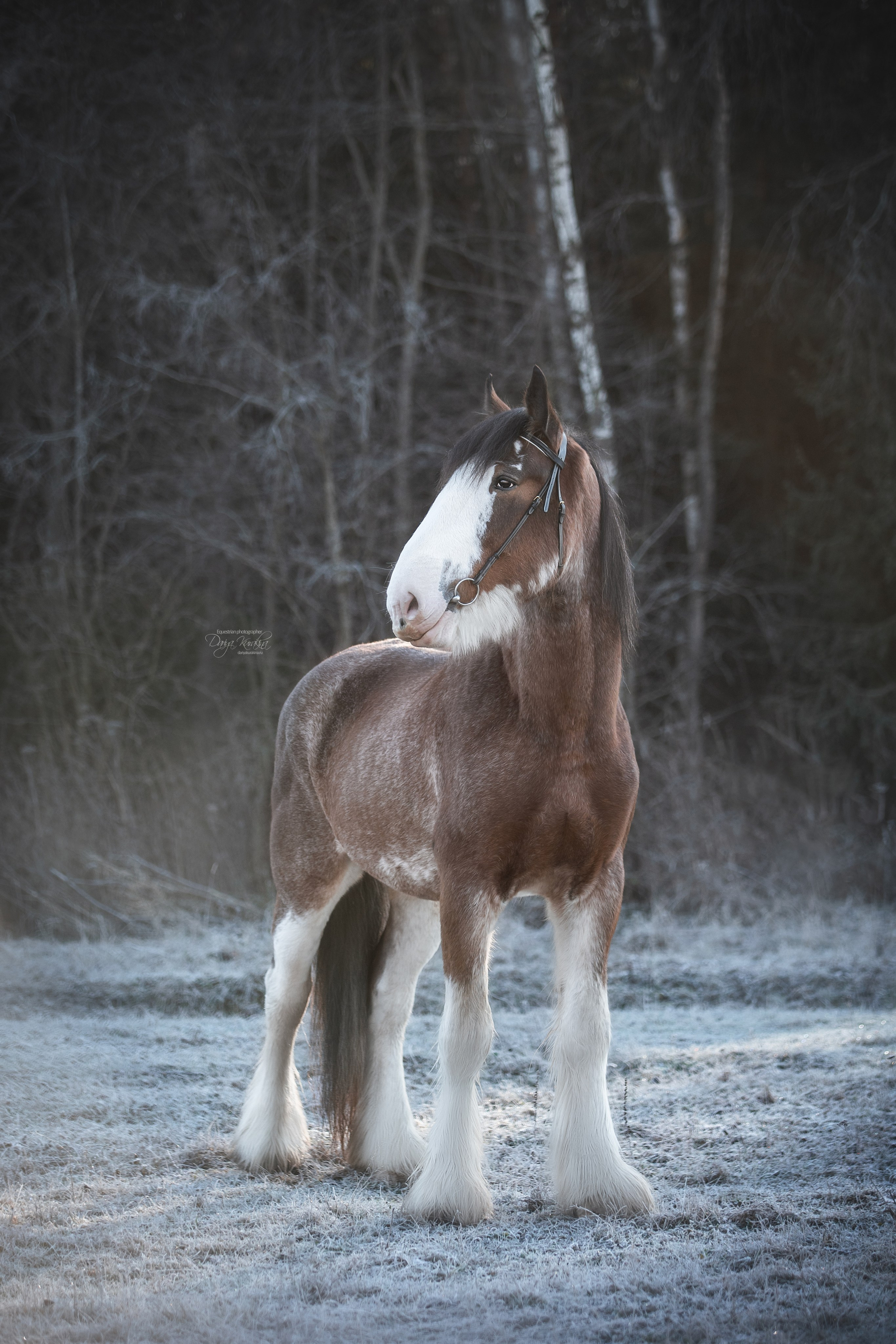 Komardins. Конный фотограф Куракина Дарья • Фотосессии с лошадьми