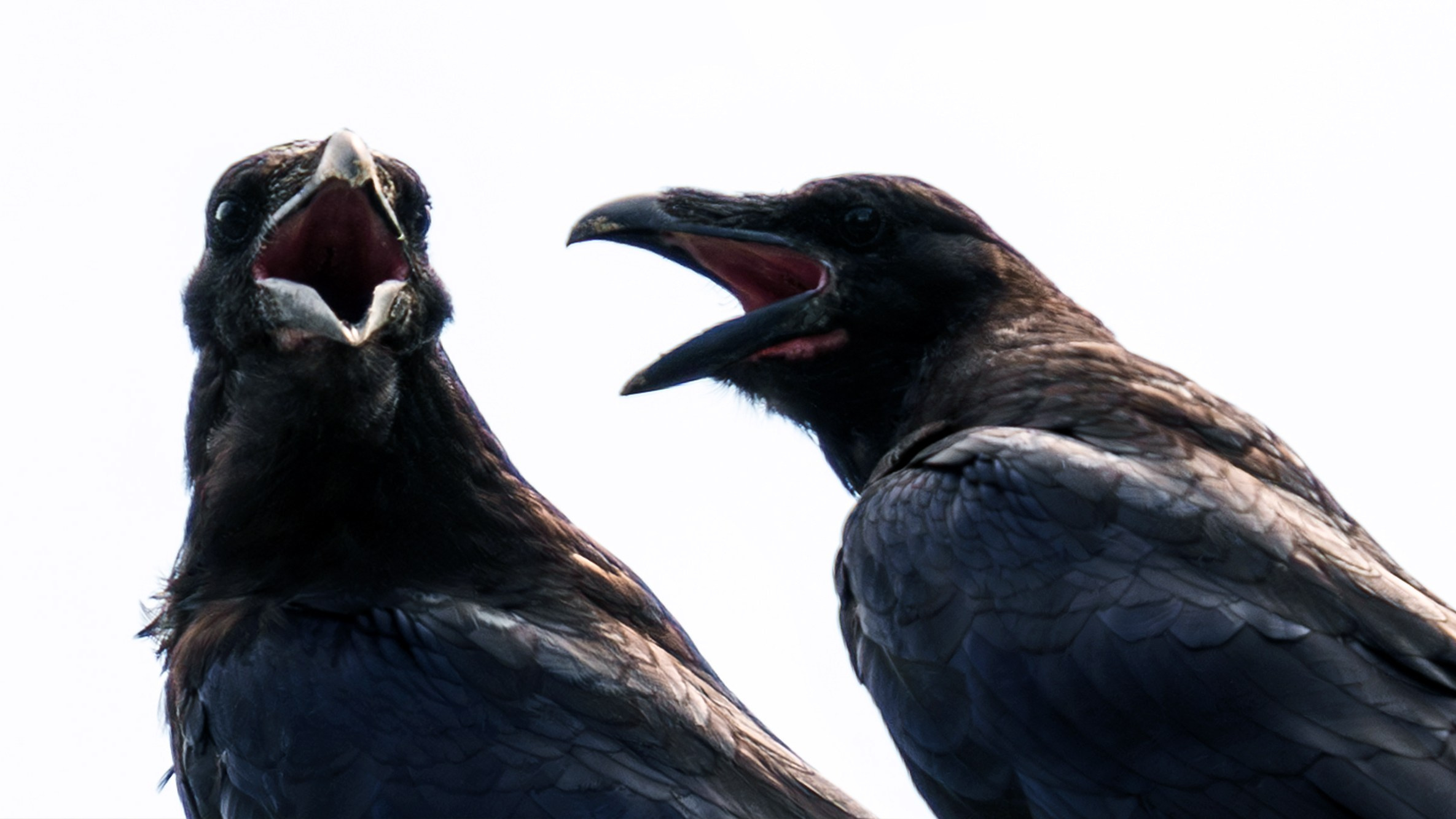 Удивительные мир птиц. Вокруг нас столько прекрасного — присмотритесь!. Ваш личный фотограф Марина Волкова