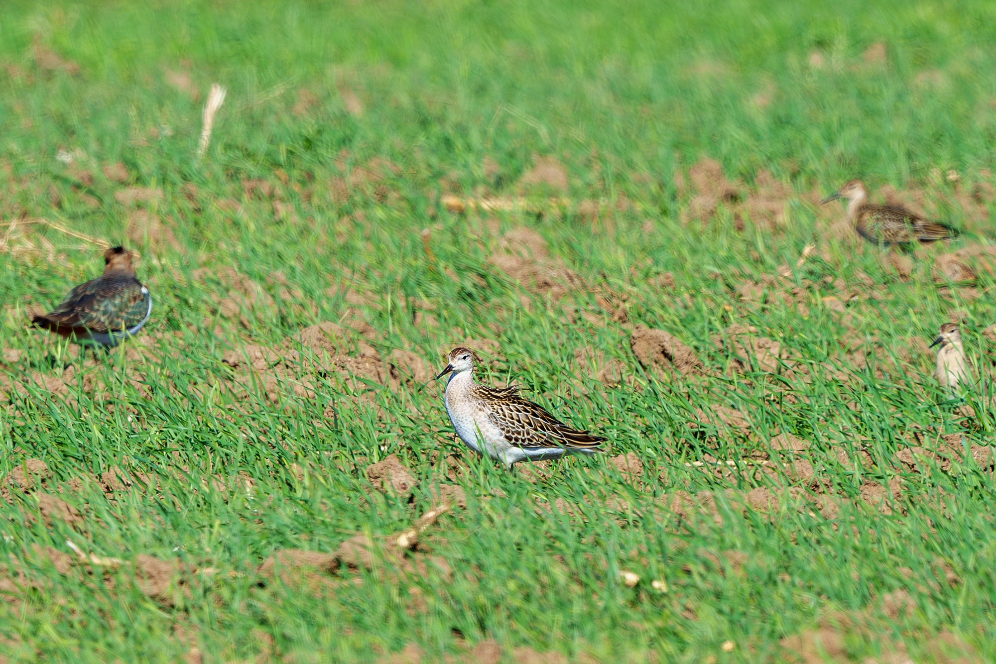 Удивительные мир птиц. Вокруг нас столько прекрасного — присмотритесь!. Ваш личный фотограф Марина Волкова