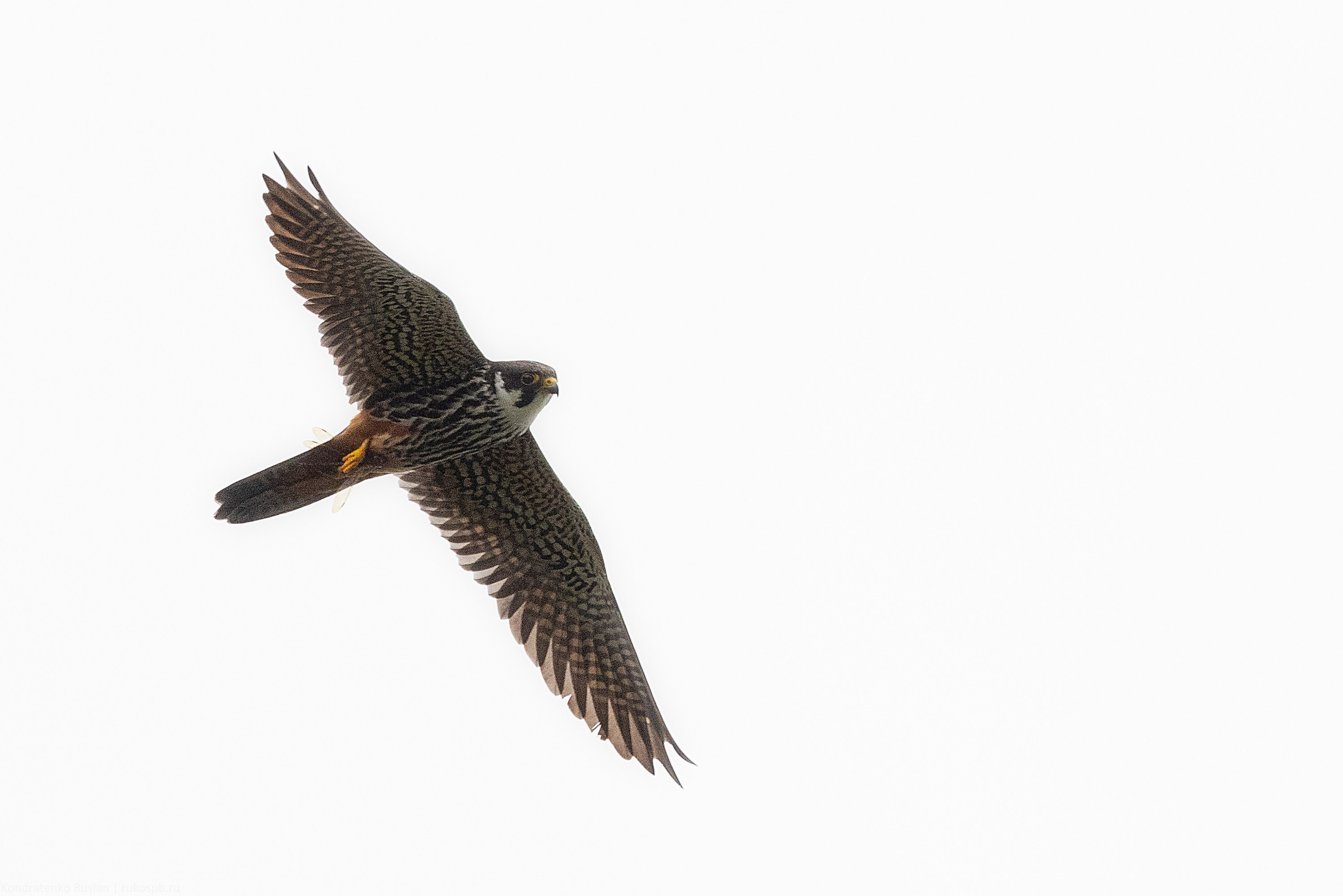 Чеглок. Архитектурный и пейзажный фотограф Кондратенко Руслан, Санкт-Петербург