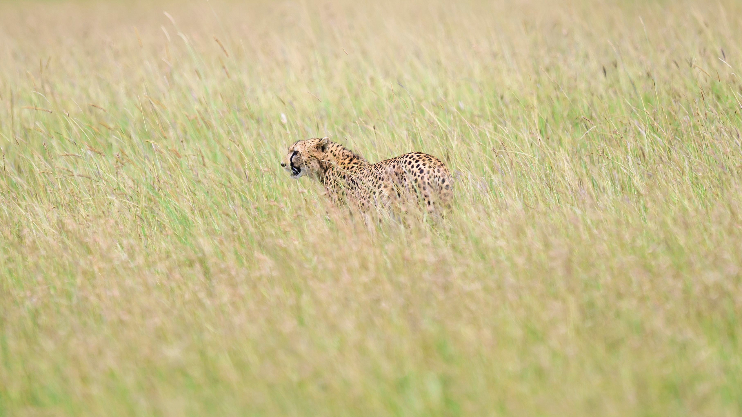 Кения. Wildlife photography by Sergey Puponin