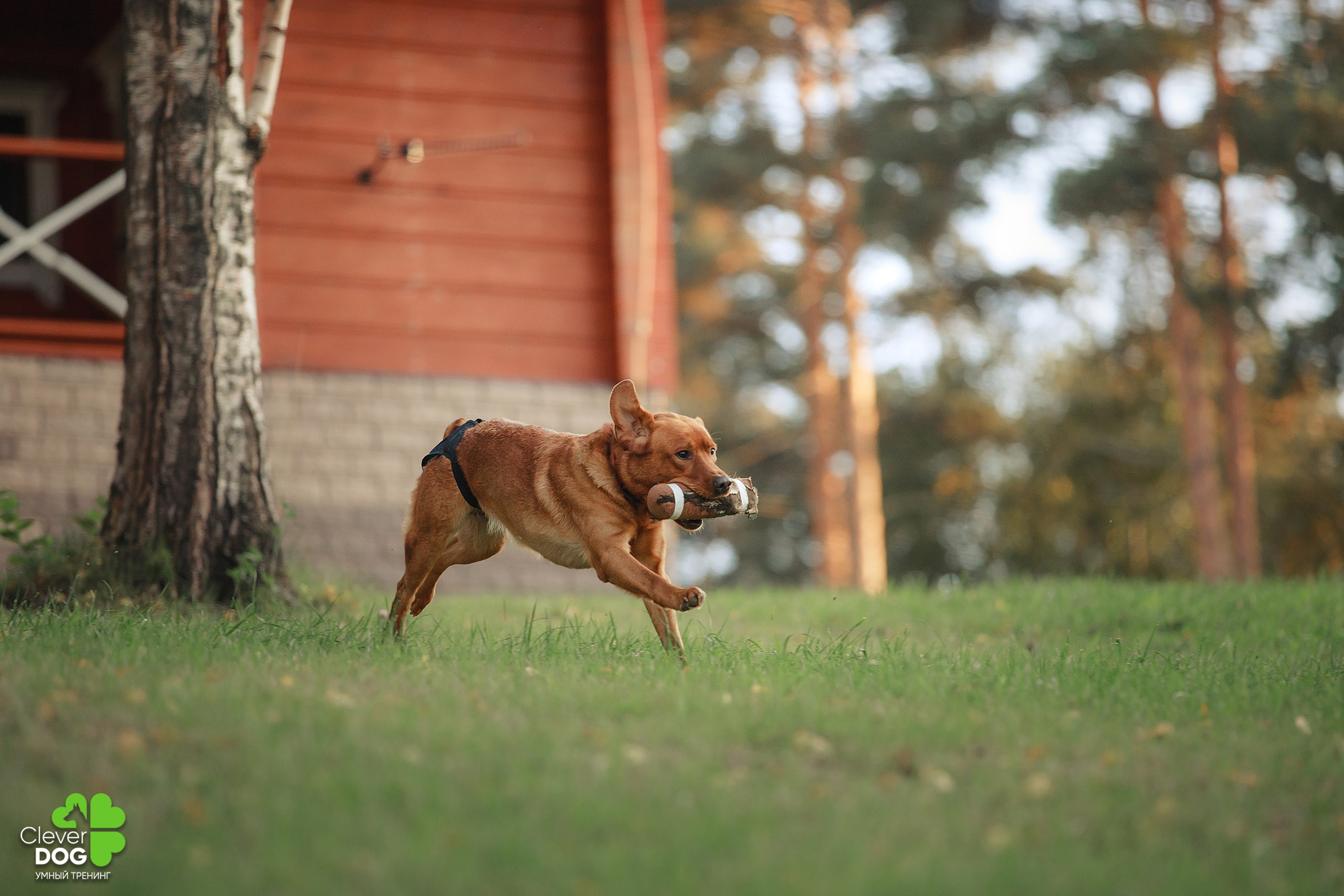 Кинологический лагерь CleverDog, 2024. Фотограф-анималист Mary Mart — Москва, Питер