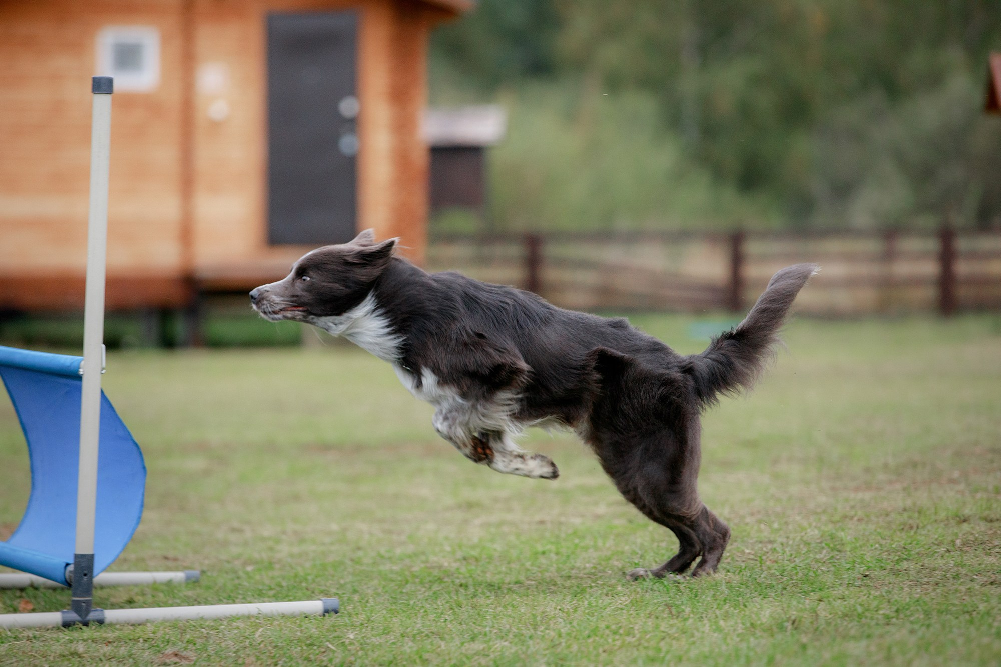 Лагерь по ОБД с Инной Баженовой. Фотограф-анималист Mary Mart — Москва, Питер