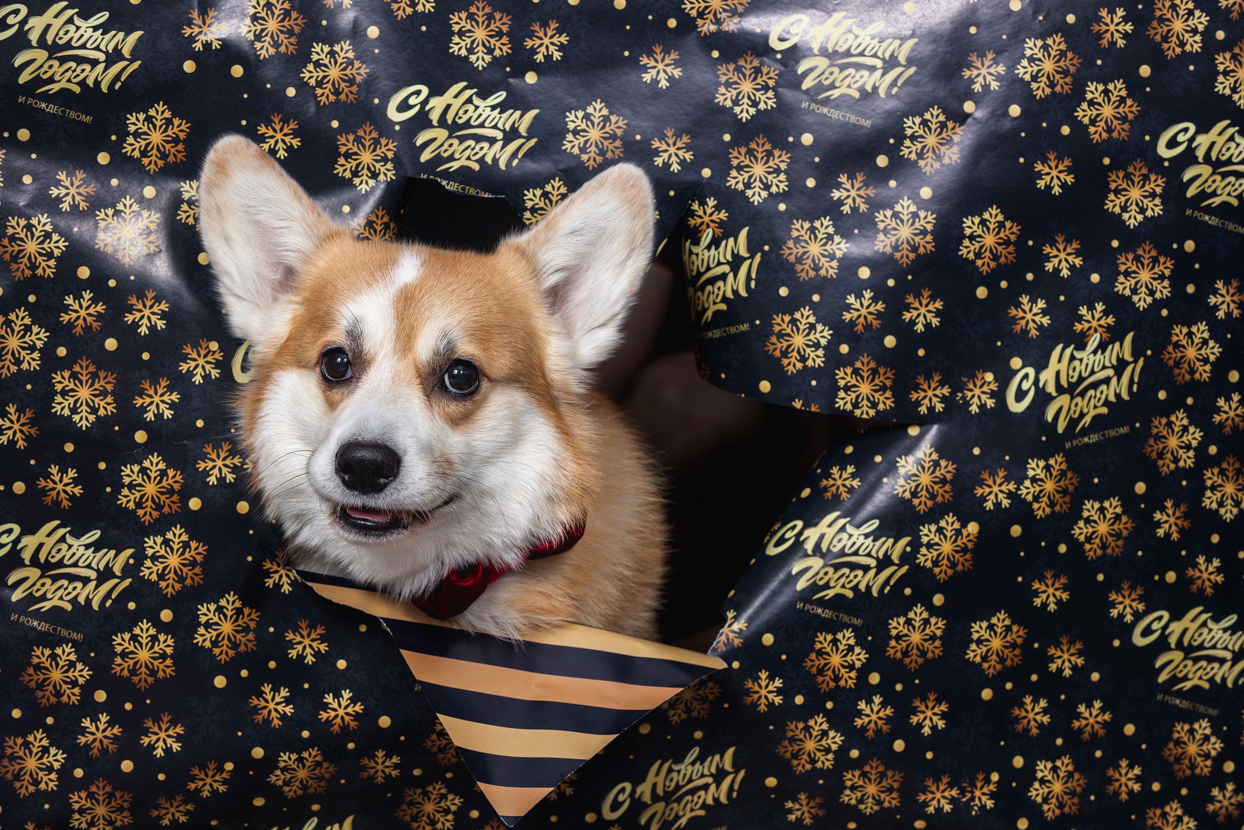 Собаки и не только. Фотограф Алена Звездина