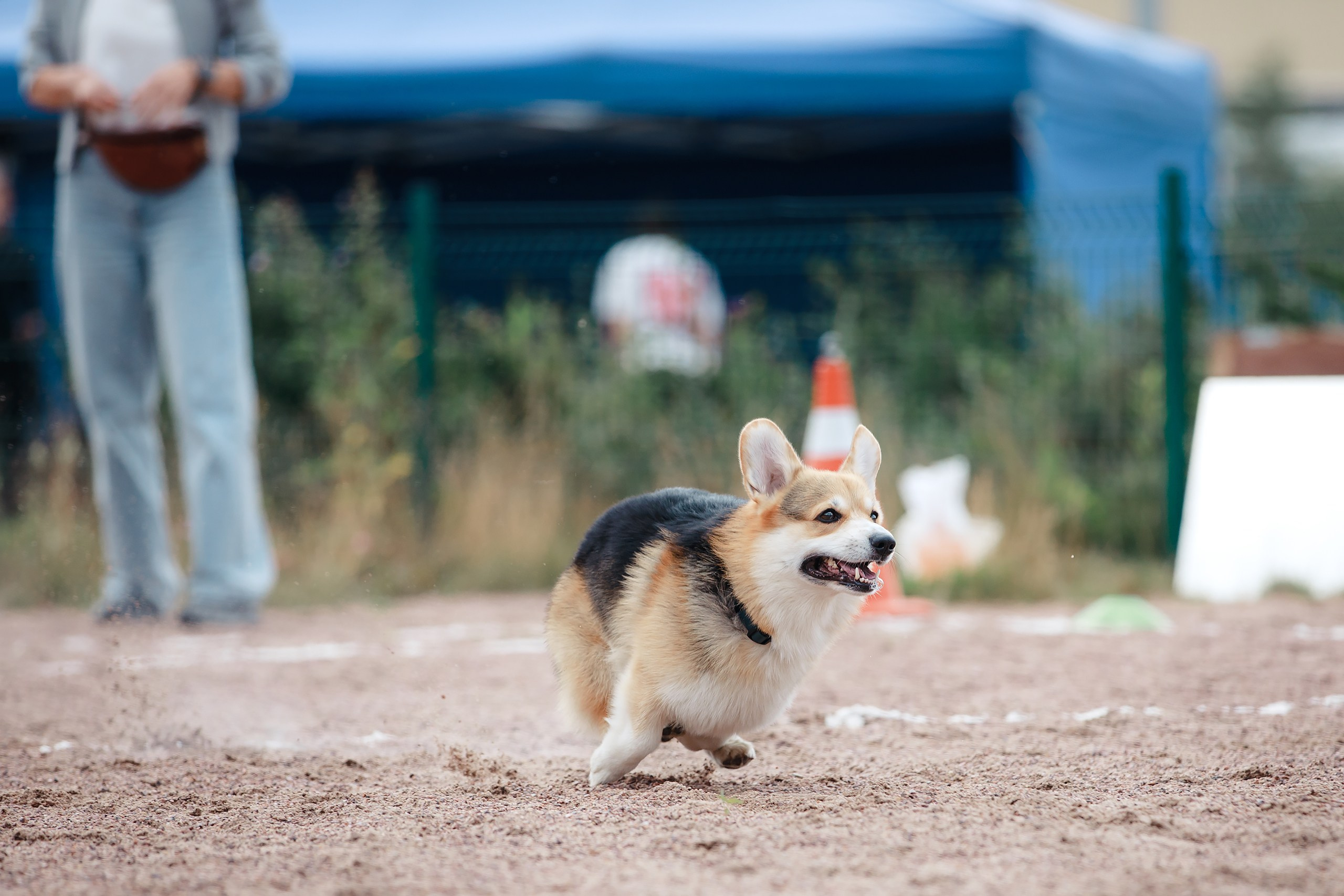 Питч&Гоу + веселые старты. Фотограф-анималист Mary Mart — Москва, Питер
