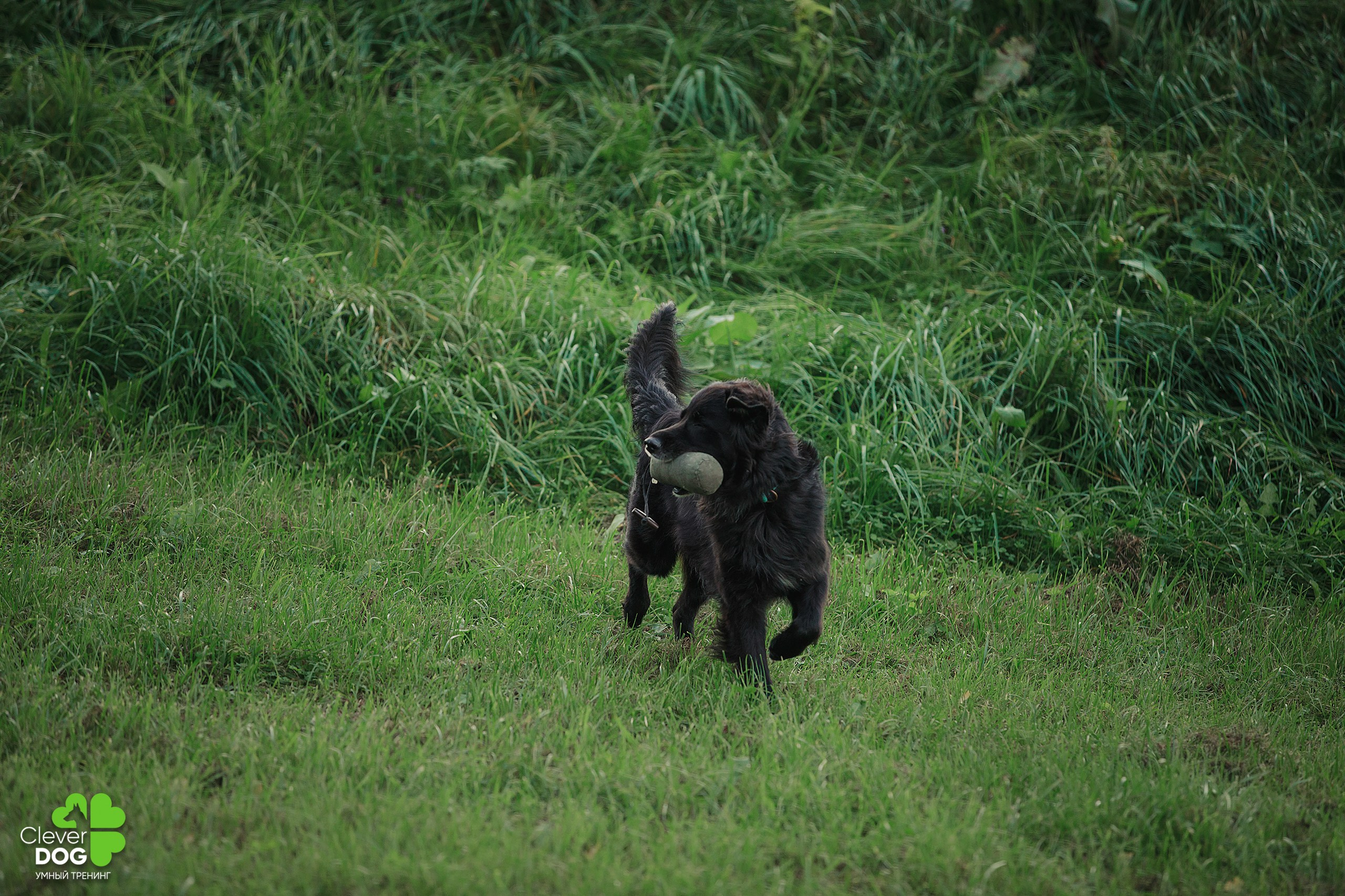 Кинологический лагерь CleverDog, 2024. Фотограф-анималист Mary Mart — Москва, Питер