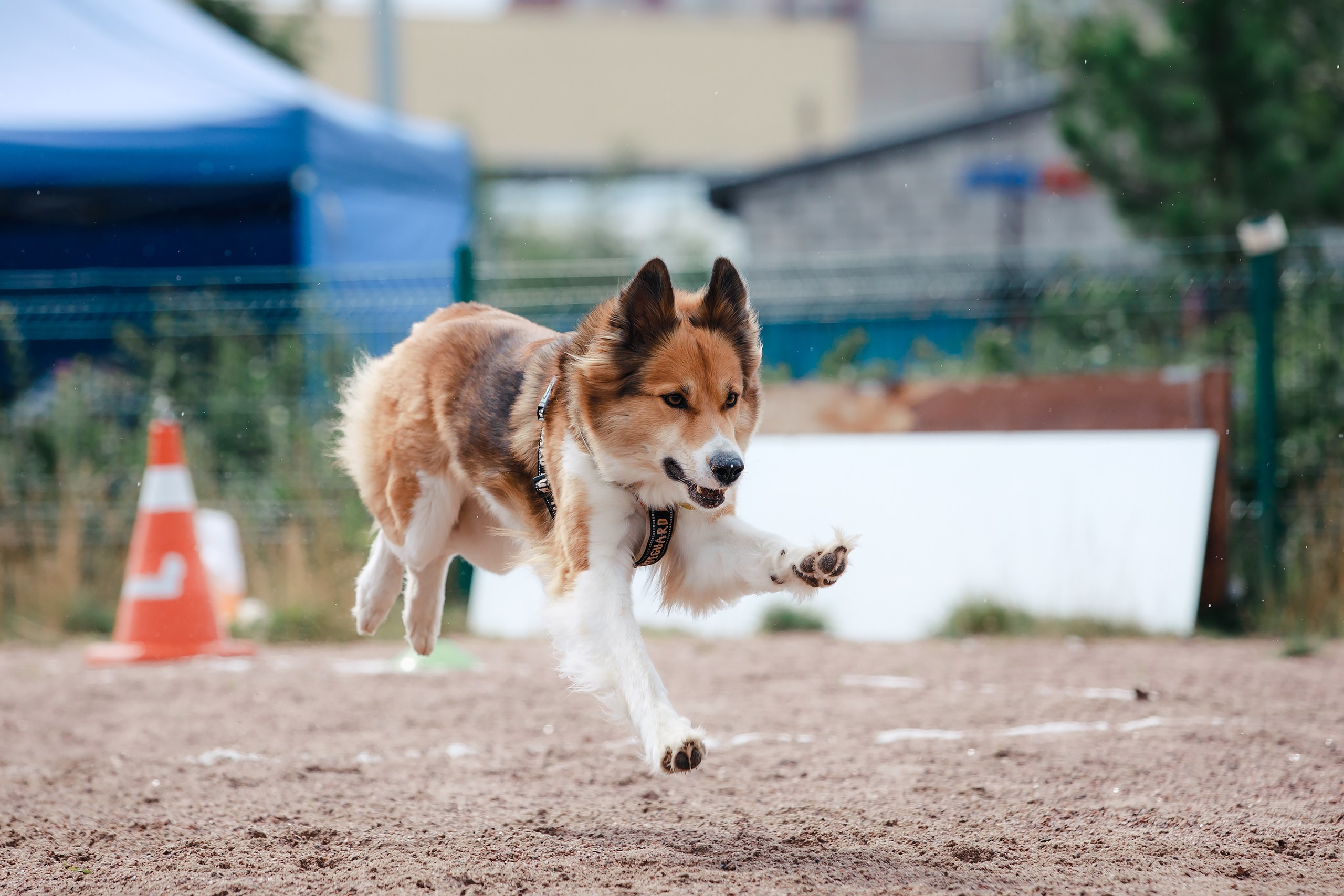 Питч&Гоу + веселые старты. Фотограф-анималист Mary Mart — Москва, Питер