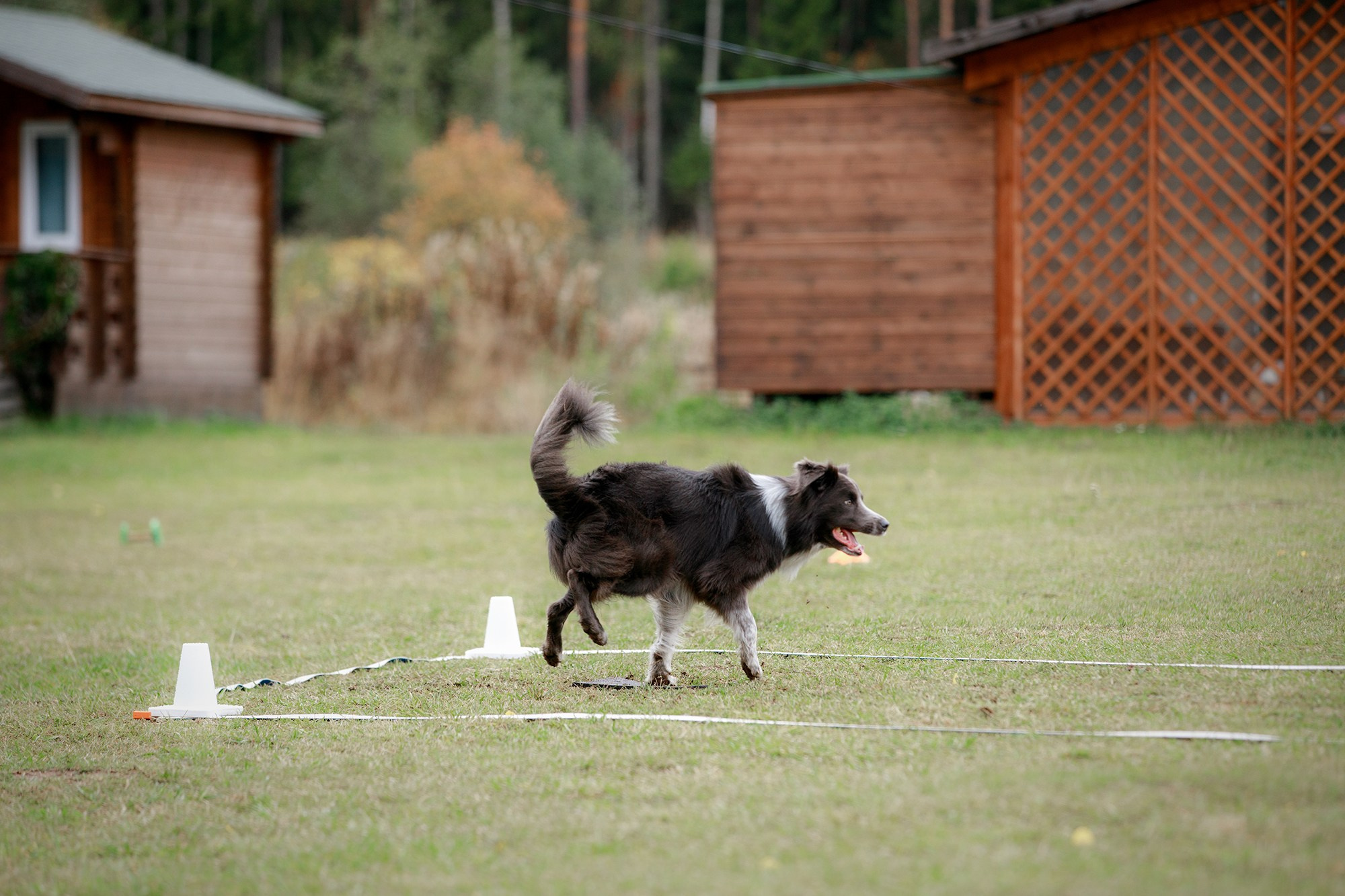 Лагерь по ОБД с Инной Баженовой. Фотограф-анималист Mary Mart — Москва, Питер