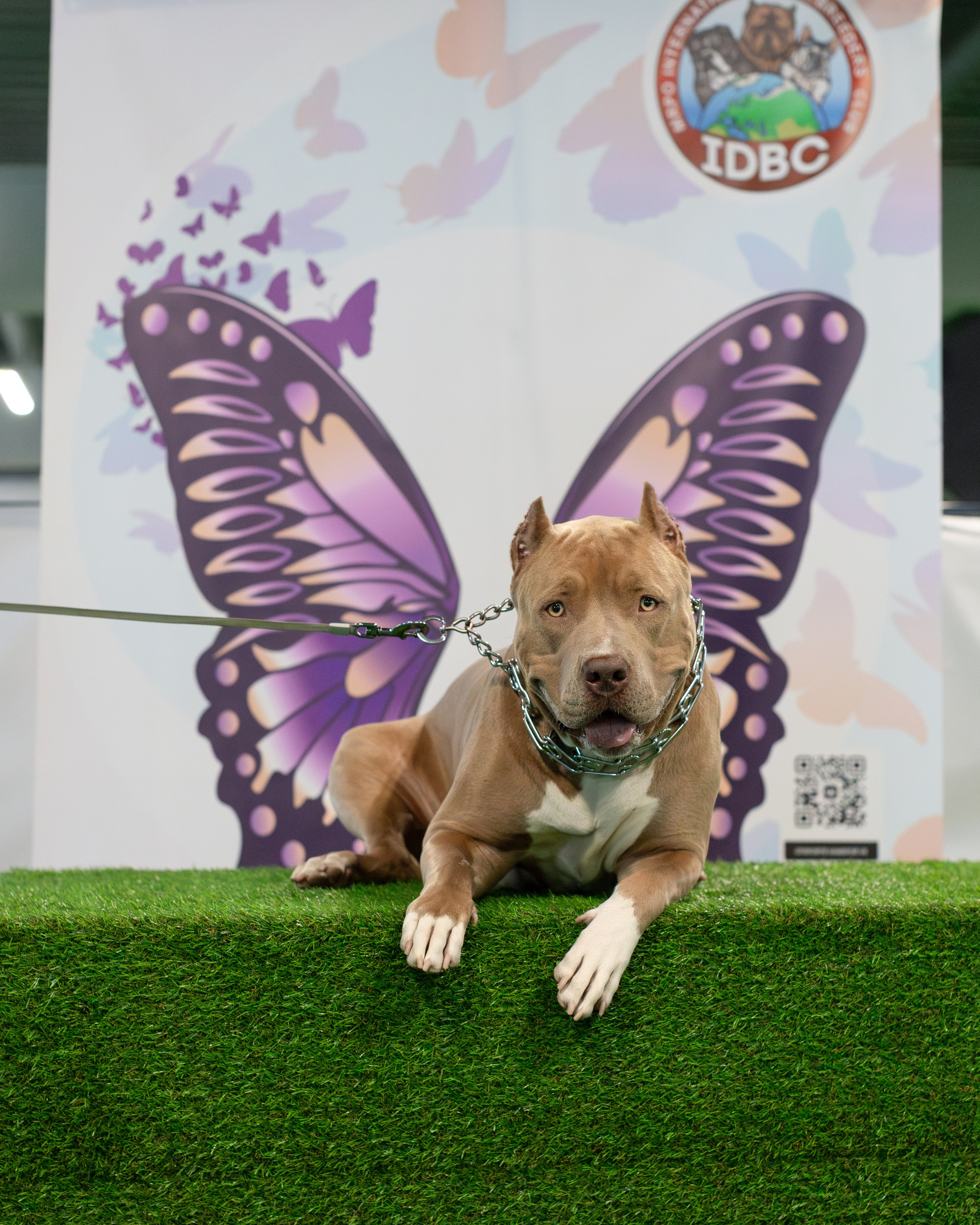 Выставки. Портретная и семейная съемка. Фотограф анималист