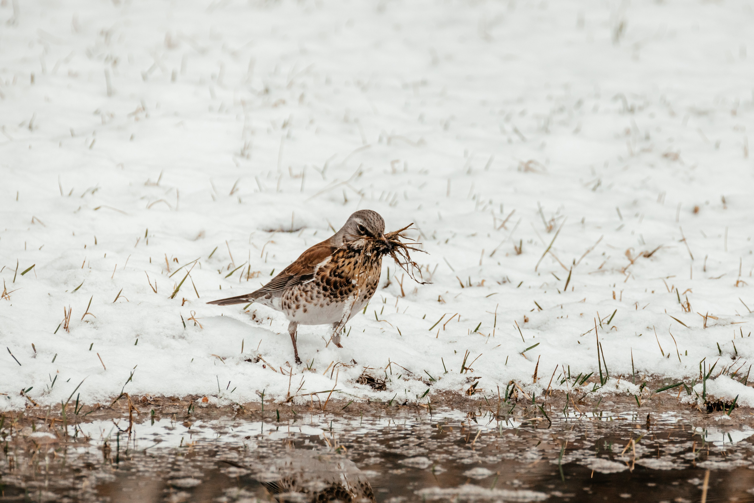 Дрозды. Фотограф в Красноярске Оксана Корчагина